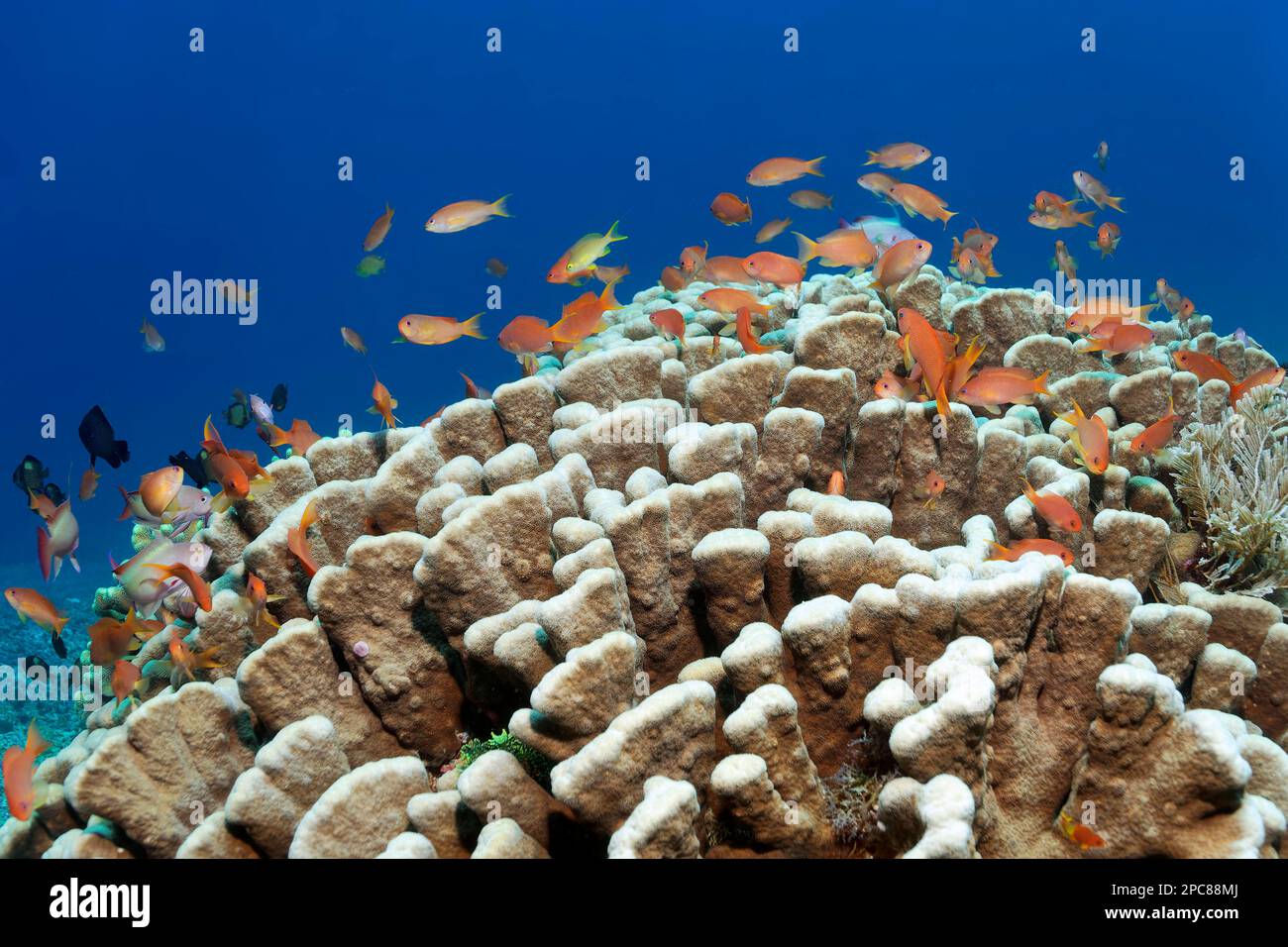 Shoal of anthias (Anthiinae) swimming above their shelter, a Pocillopora stony coral (Pocillopora eydouxi), Lake Sawu, Pacific Ocean, Komodo National Stock Photo