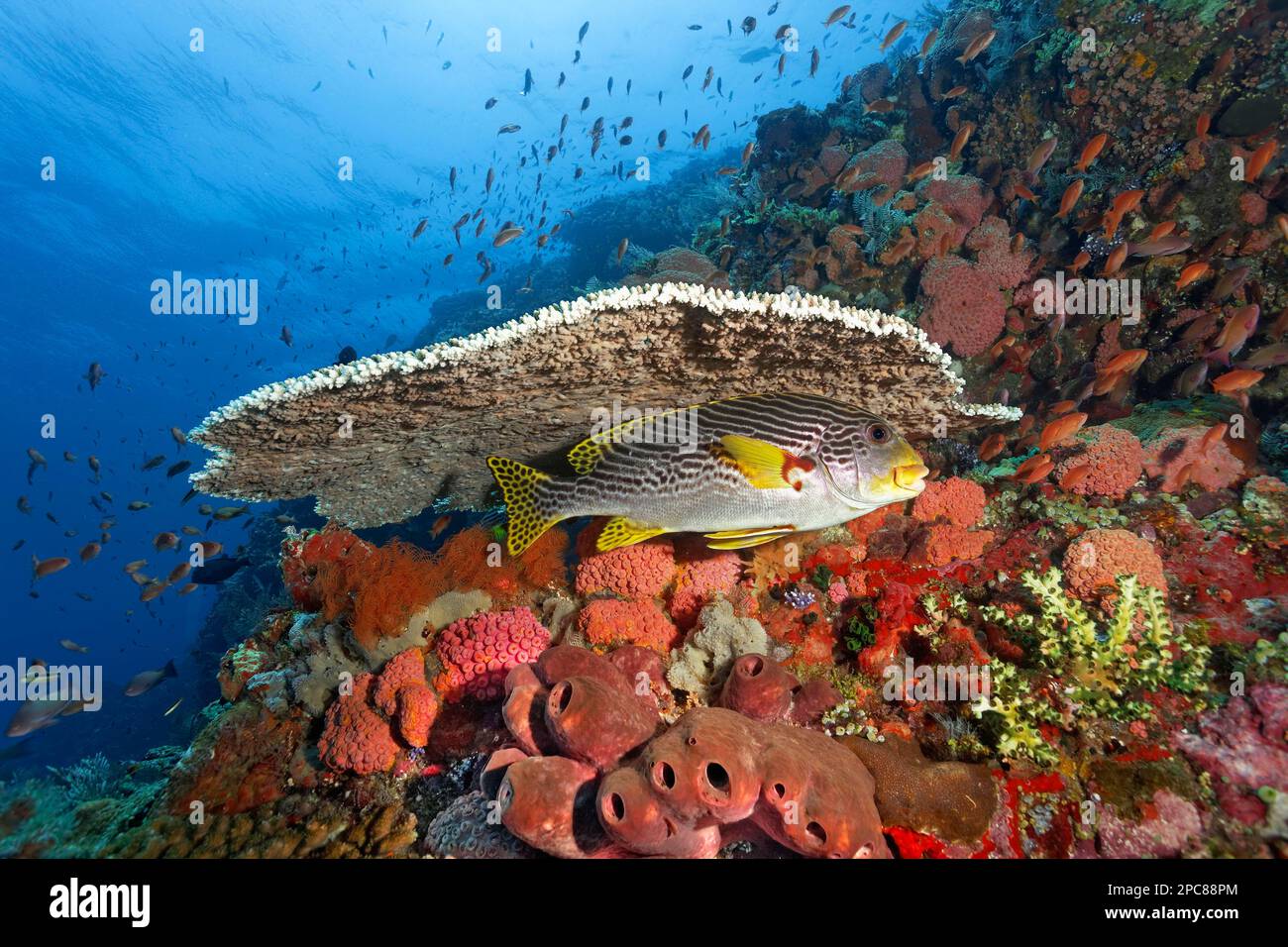 Diagonal-banded sweetlip (Plectorhinchus lineatus) seeking shelter under Acropora table coral (Acroporidae) on coral reef drop-off with sponges Stock Photo