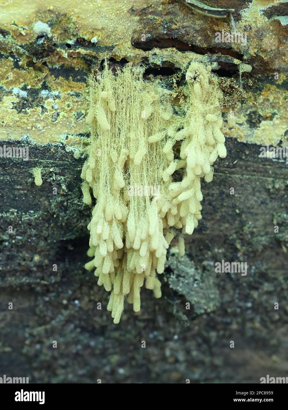 Arcyria obvelata, also called Arcyria nutans, commonly known as yellow carnival candy slime mold Stock Photo