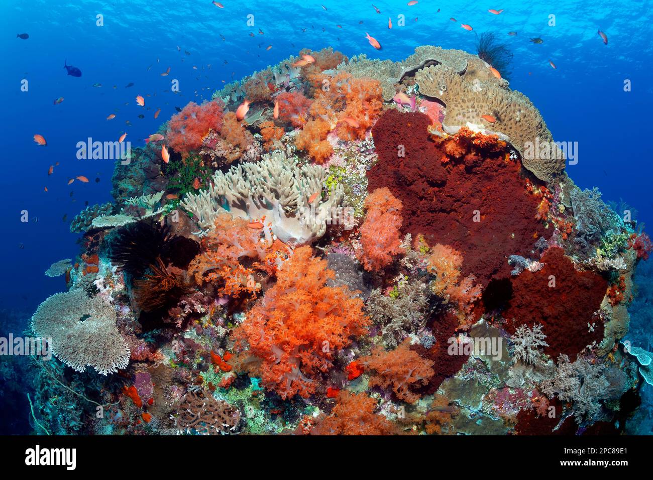 Coral block, large, hemisphere, overgrown with various stony corals (Hexacorallia) bottom left, soft corals (Alcyonacea), red, bottom centre, sponges Stock Photo