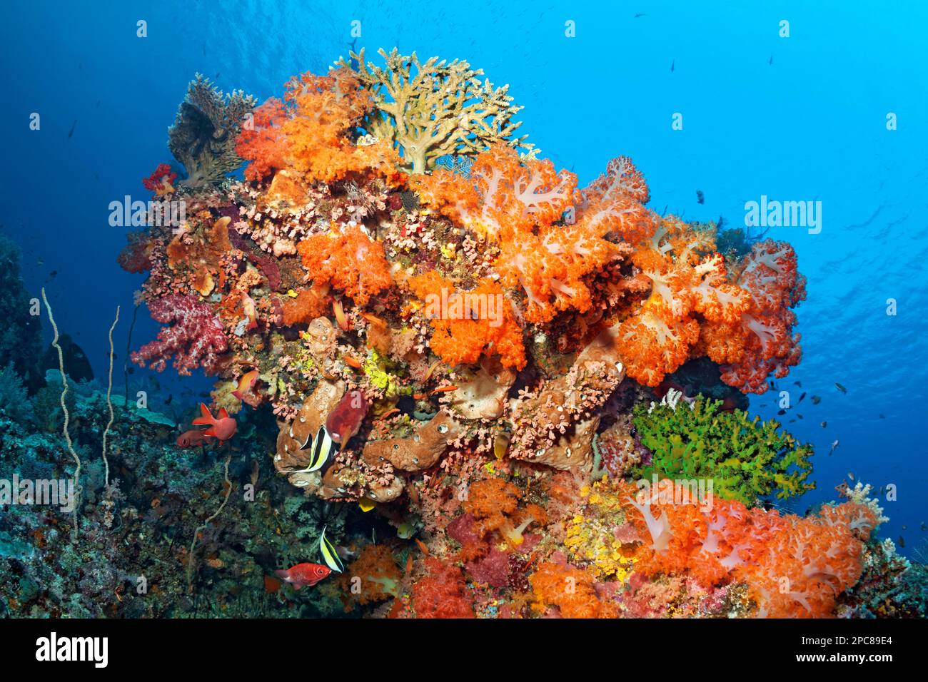 Coral block with many soft corals (Dendronephthya) orange, top centre Acropora stony coral (Acropora formosa), right Green cone coral (Tubastrea Stock Photo