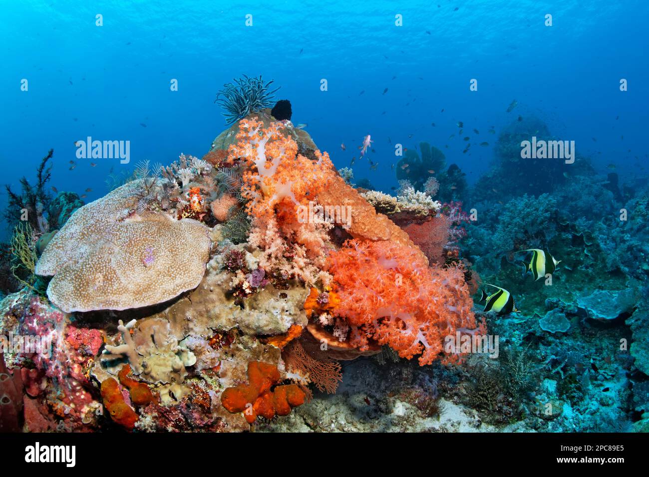 Left Acropora hard coral (Montipora tubercolosa), middle soft coral (Dendronephthya) orange, top feather star (Comatulida), bottom sponge (Jaspis Stock Photo