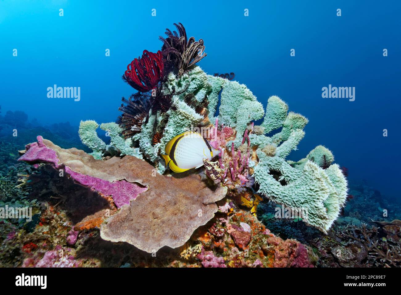 Yellow-dotted butterflyfish (Chaetodon selene) seeking shelter in verzweitgem sponge (Porifera) with various feather star (Comatulida), Lake Sawu Stock Photo