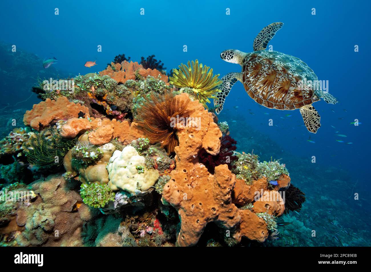 Green turtle (Chelonia mydas) or green turtle next to coral block with golden knot sponge (Stylotella aurantium) orange, feather star (Himerometra Stock Photo