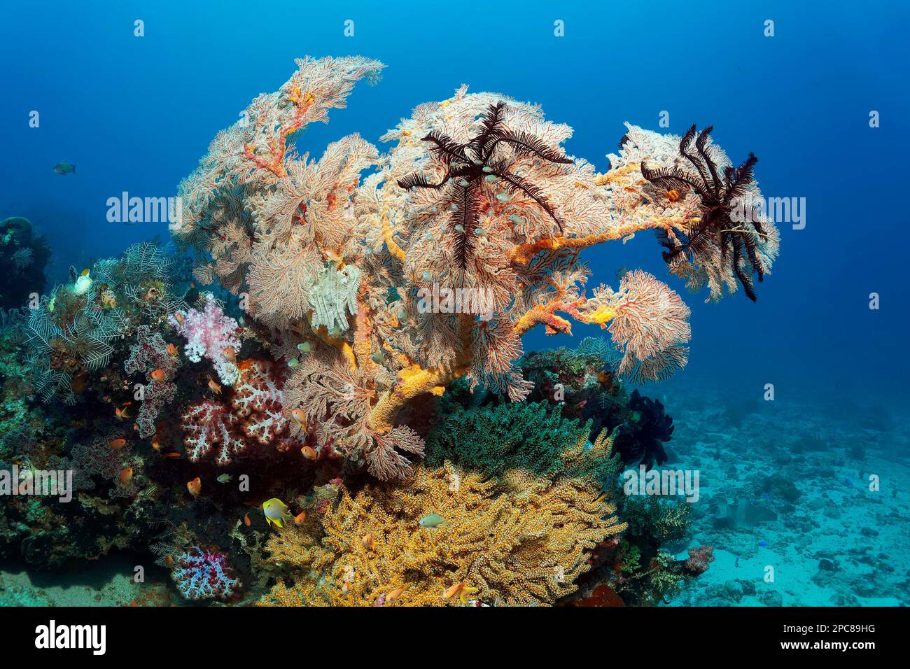 From left, feather hydrozoan (Aglaophenia cupressina), soft coral (Dendronephthya), red, nodular gorgonian (Melithea) with two hairy stars, black Stock Photo