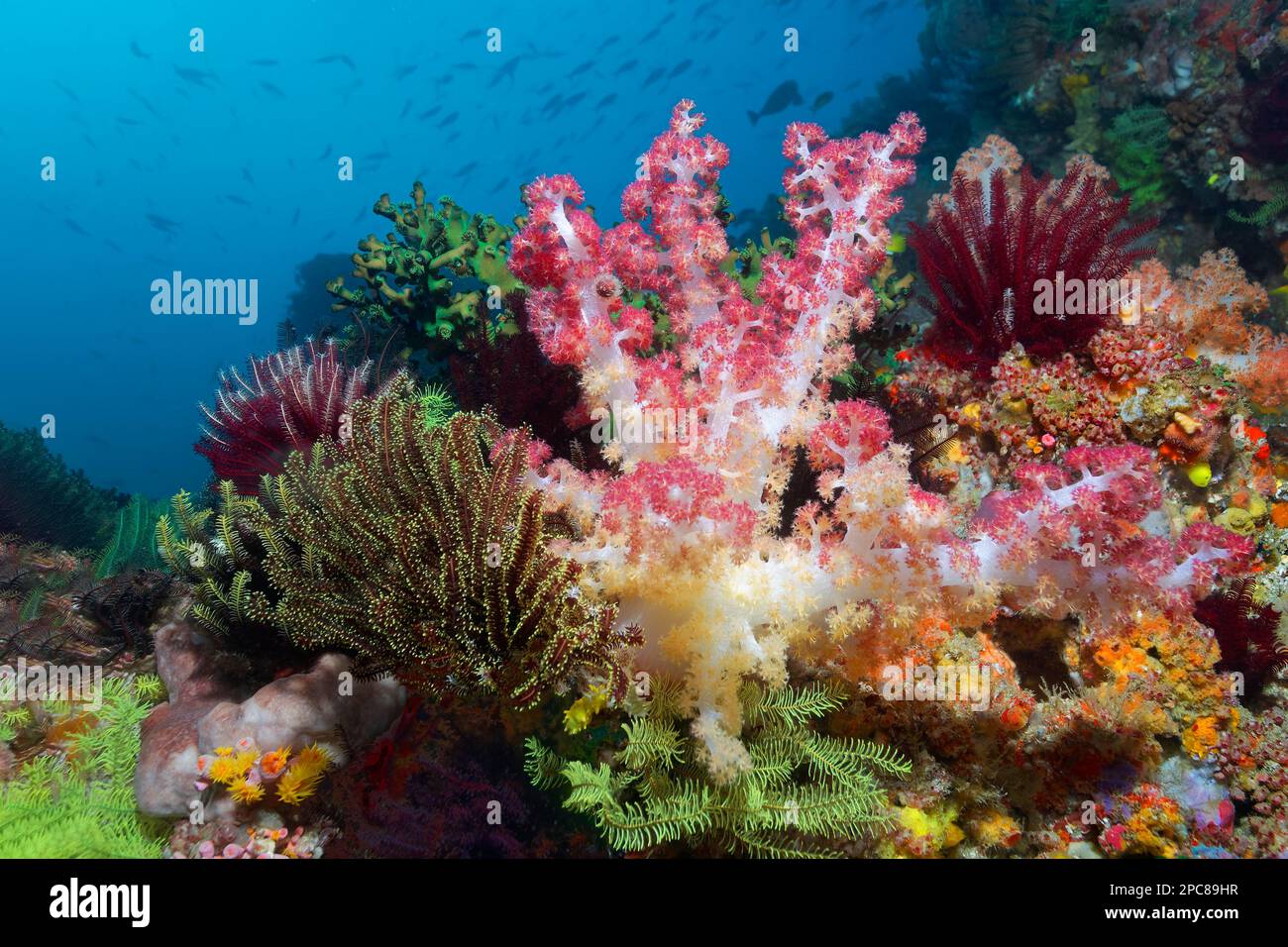 Middle Soft coral (Dendronephthya), left, right and bottom various feather star (Crinoidea) (Crinozoa), back black sun coral (Tubastrea micranthus) Stock Photo