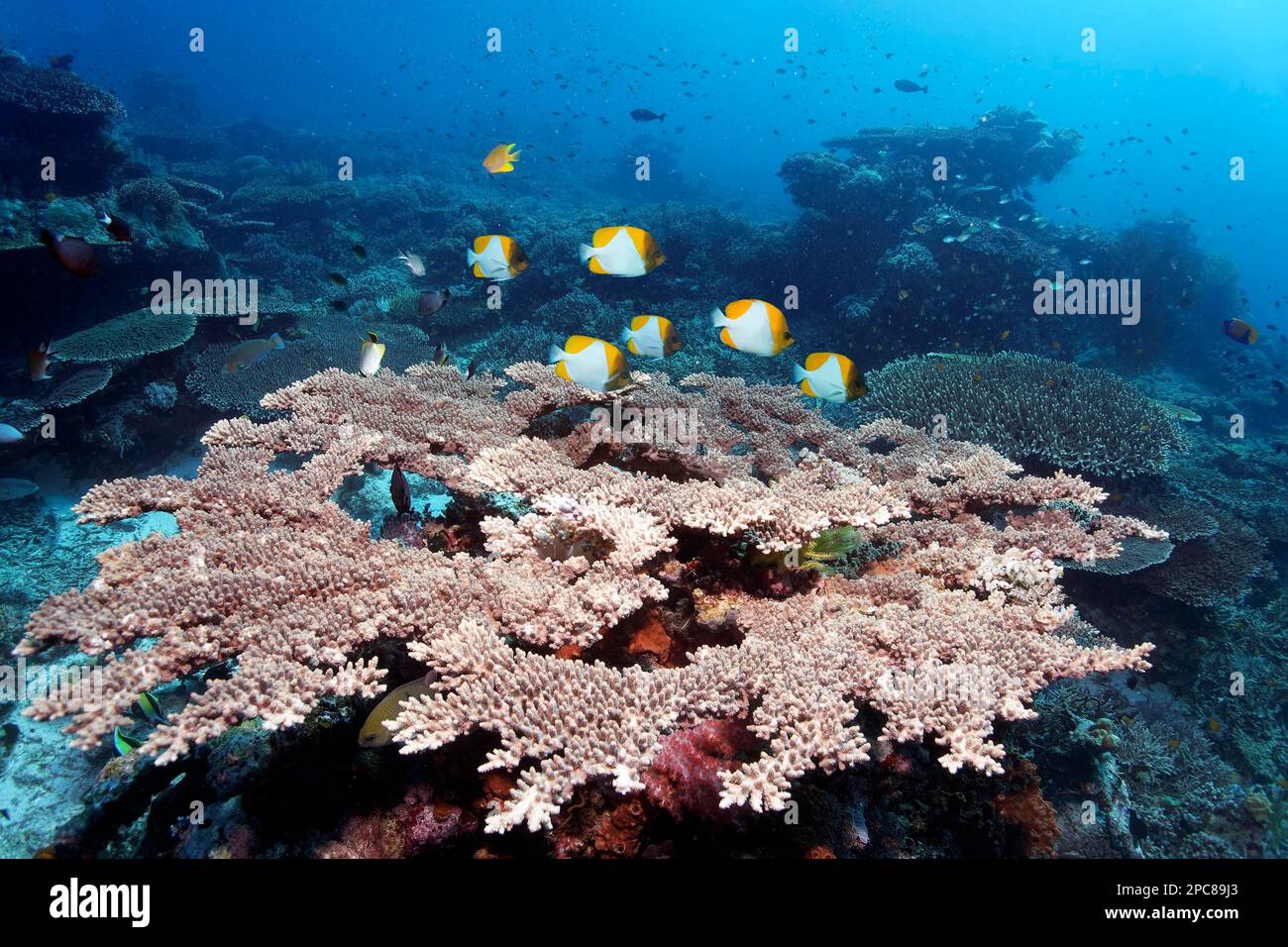 Shoal, small, yellow pyramid butterflyfish (Hemitaurichthys polylepis), over Acropora stony coral (Acropora florida), stony coral reef, Lake Sawu Stock Photo