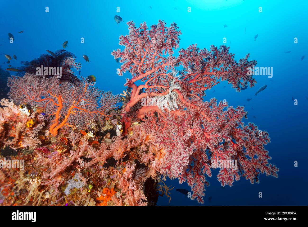Left small gorgonian (Paraplexaura), right cherry blossom coral (Siphonogorgia godeffroyi), hair stars (Comatolida), Lake Sawu, Pacific Ocean, Komodo Stock Photo