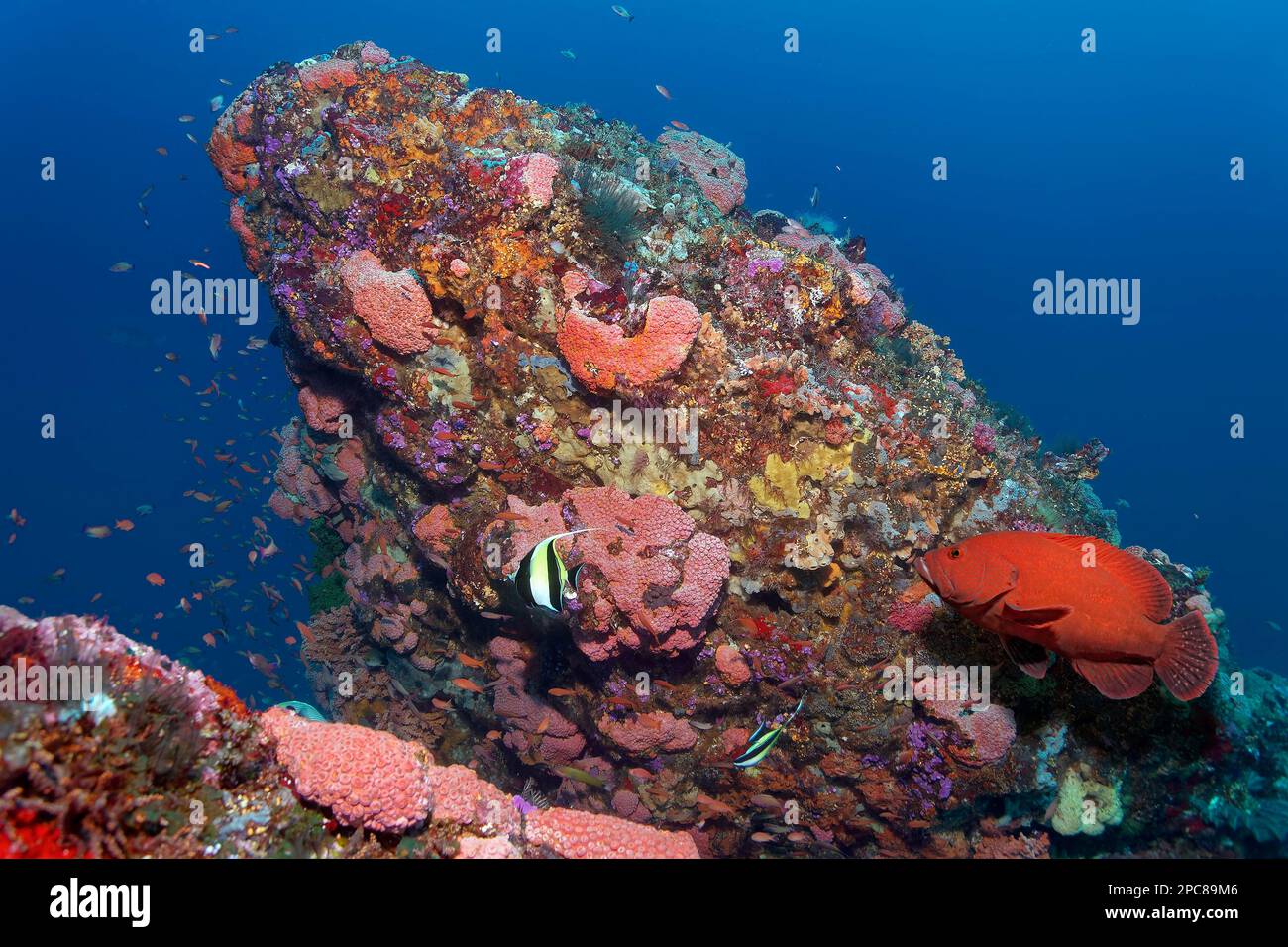 Coral reef, coral block with colony of orange cup coral (Tubastraea coccinea) with inactive polyps, orange, tomato hind (Cephalopholis sonnerati) Stock Photo