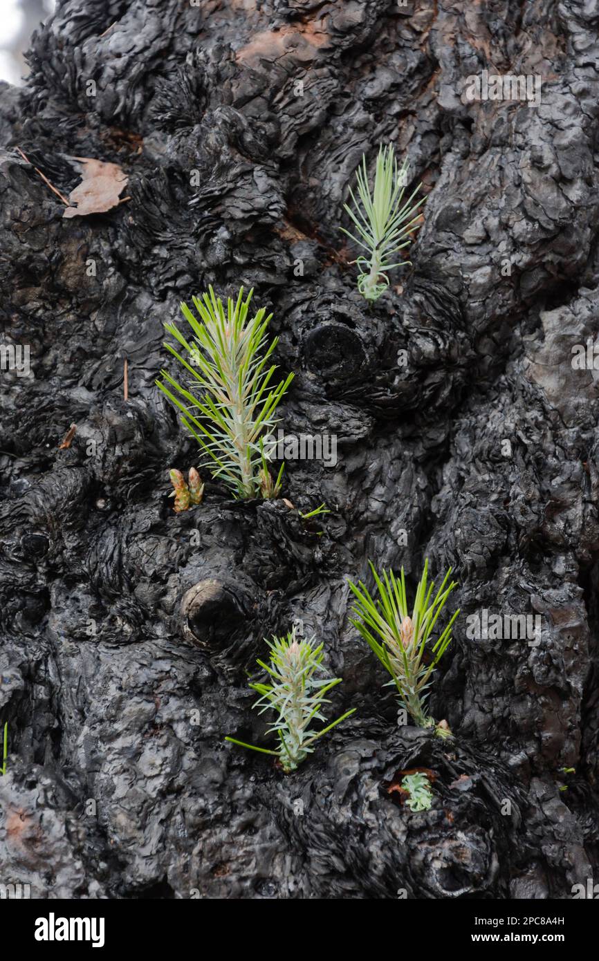 Canary Island pine (Pinus canariensis) to forest fire, La Palma, Spain, Europe Stock Photo