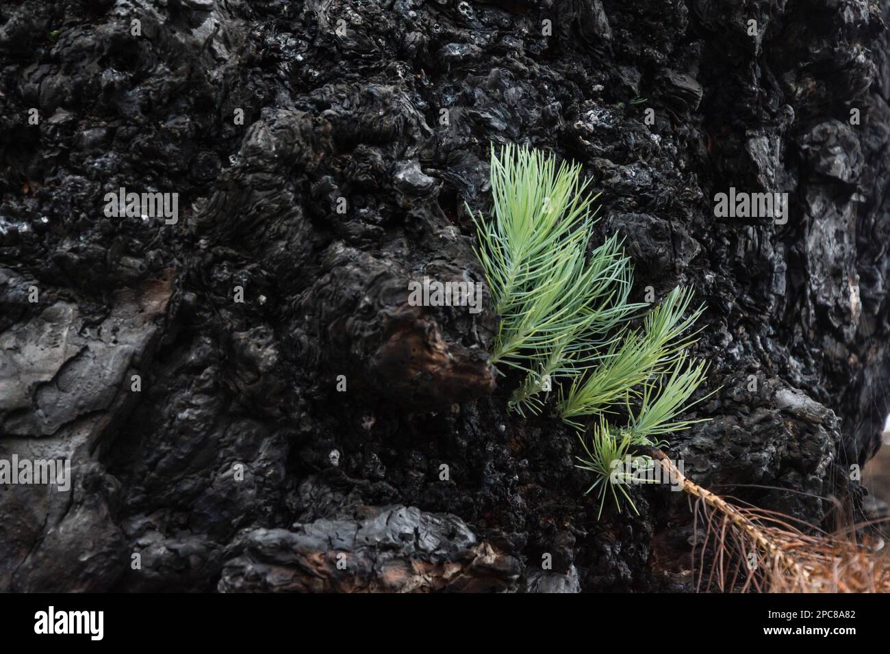 Canary Island pine (Pinus canariensis) to forest fire, La Palma, Spain, Europe Stock Photo