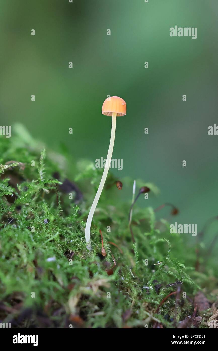 Mycena acicula, commonly known as the orange bonnet, or the coral spring Mycena, wild mushroom from Finland Stock Photo