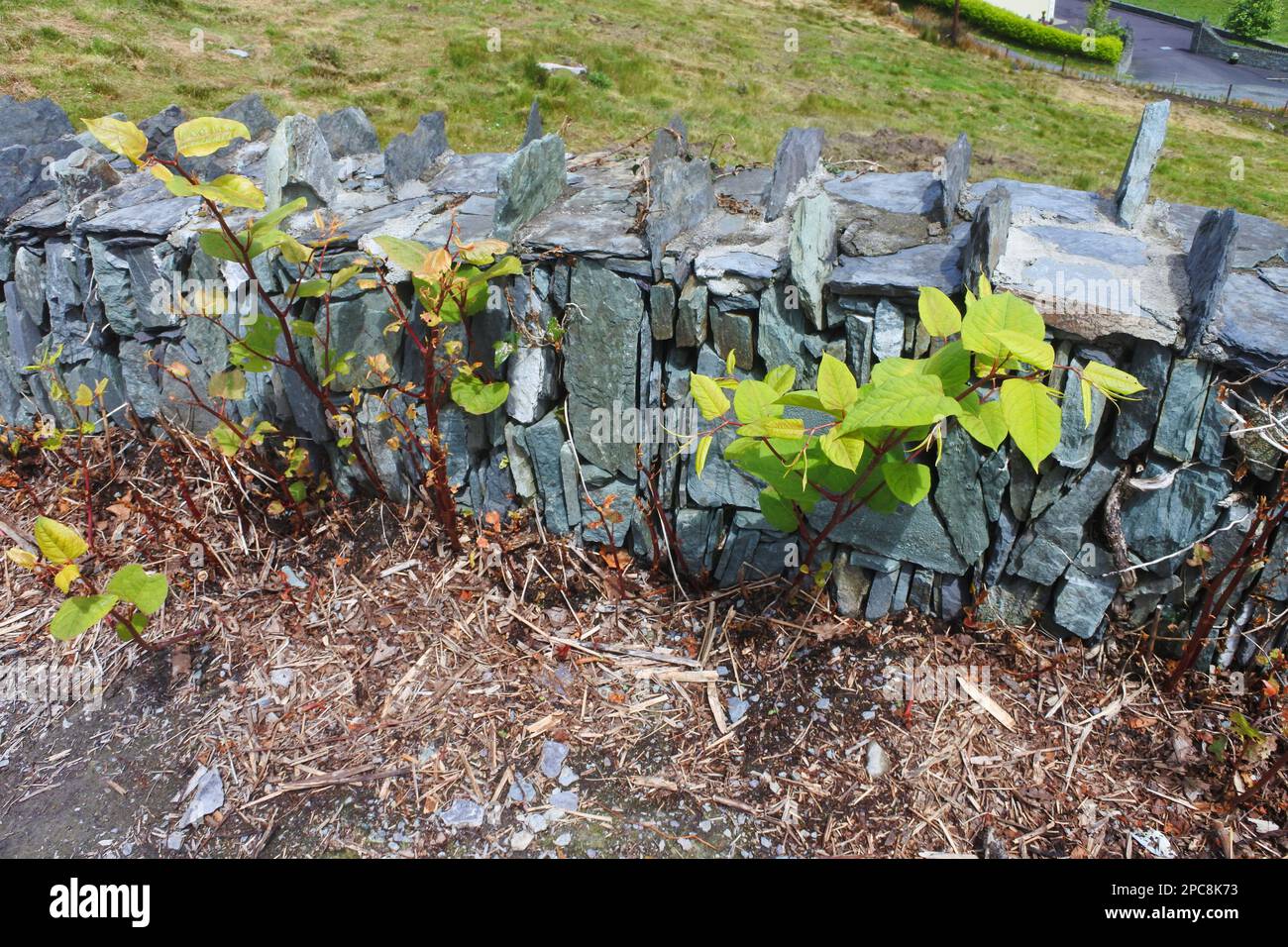 Young Japanese Knotweed shoots emerging through a dry stone wall, Ireland - John Gollop Stock Photo