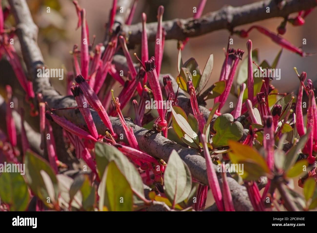African Mistletoe Tapinanthus oleifolius 6851 Stock Photo