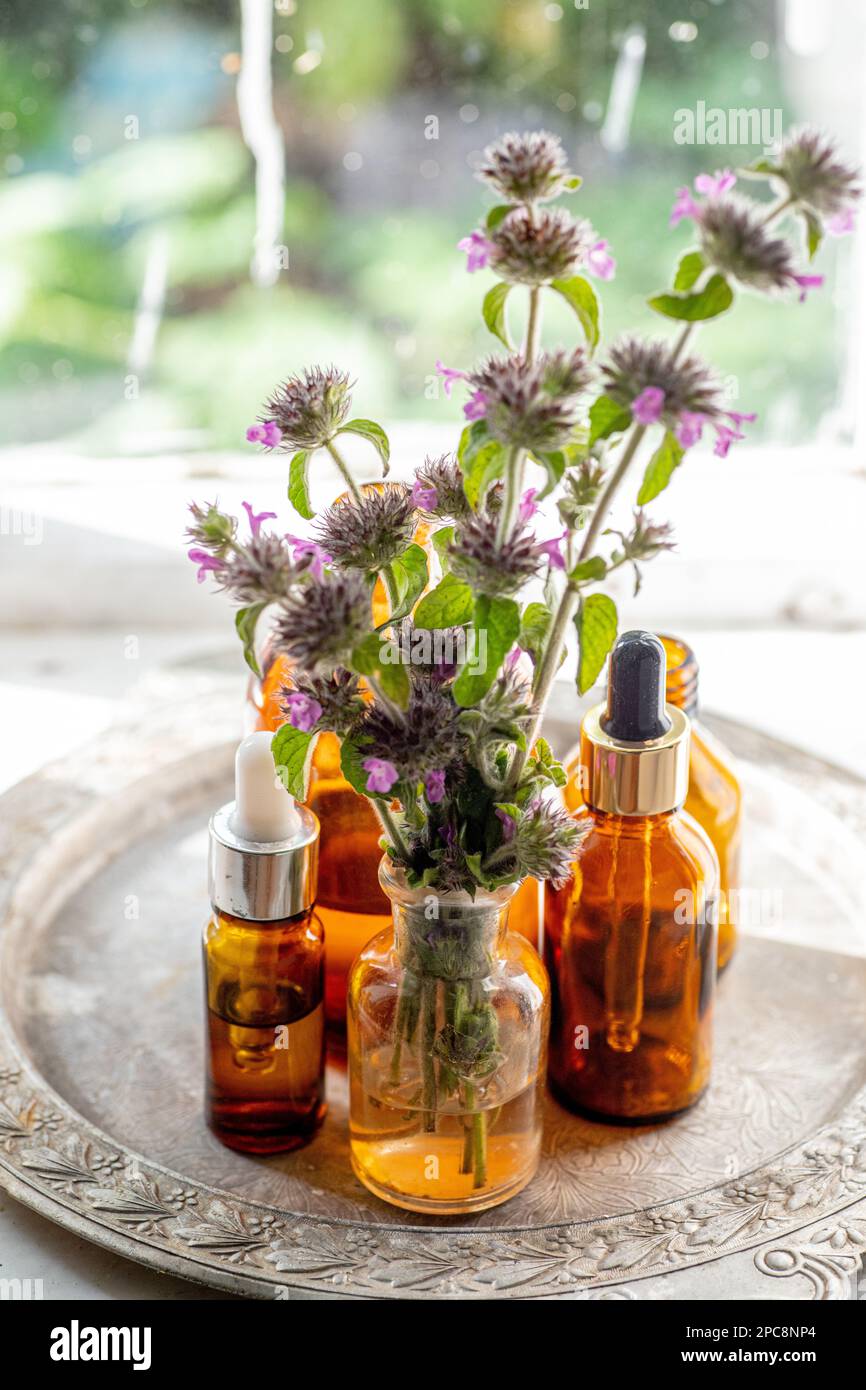 Flowers Wild basil , Clinopodium vulgare or Satureja vulgaris close-up near cosmetic bottles with a pipette and oils made from medicinal herbs. Stock Photo