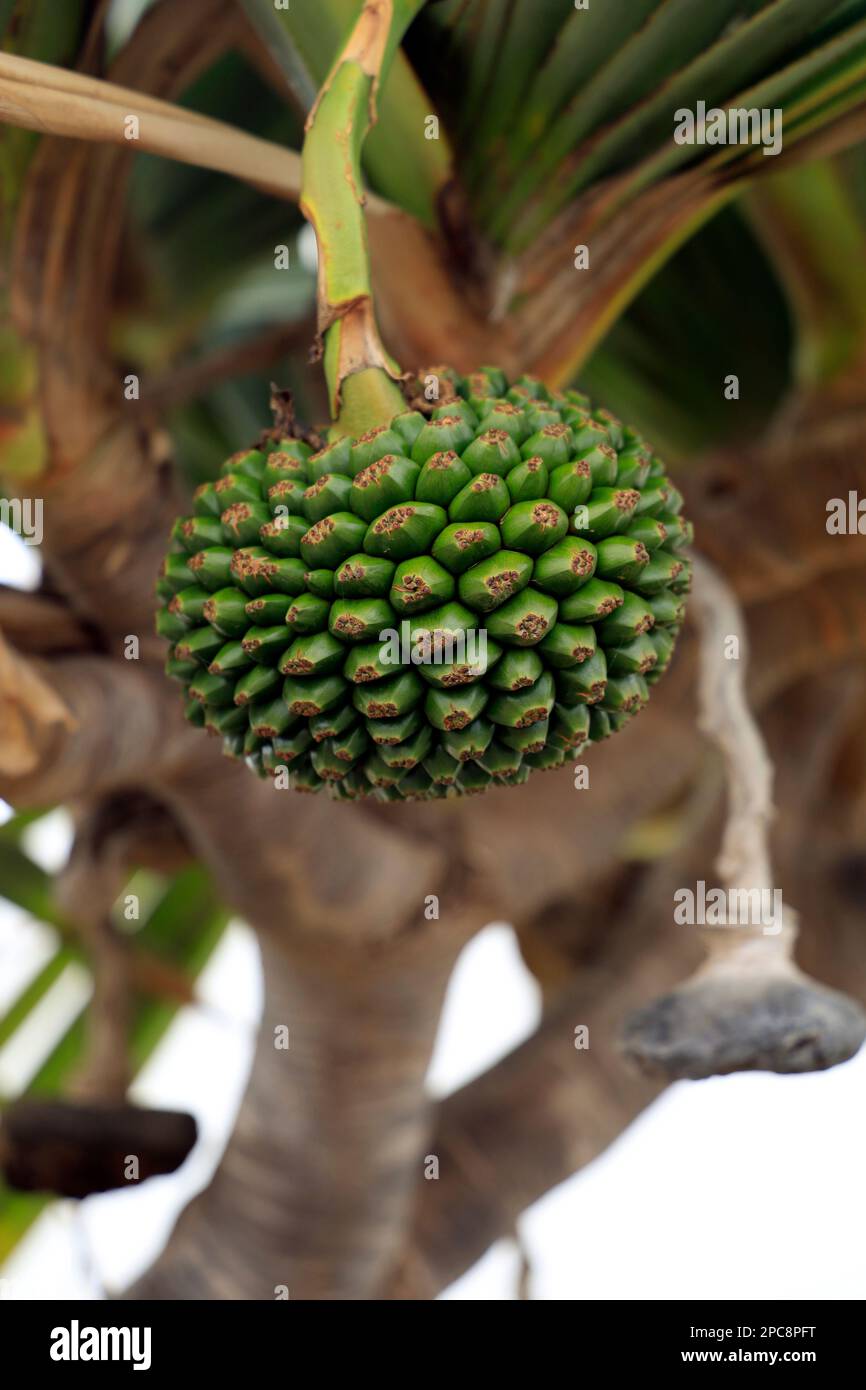 Pandanus utilis Bory – common screwpine tree and fruit, Lanzarote, Spain. Taken February / March 2023. Stock Photo      Download preview Save to ligh Stock Photo