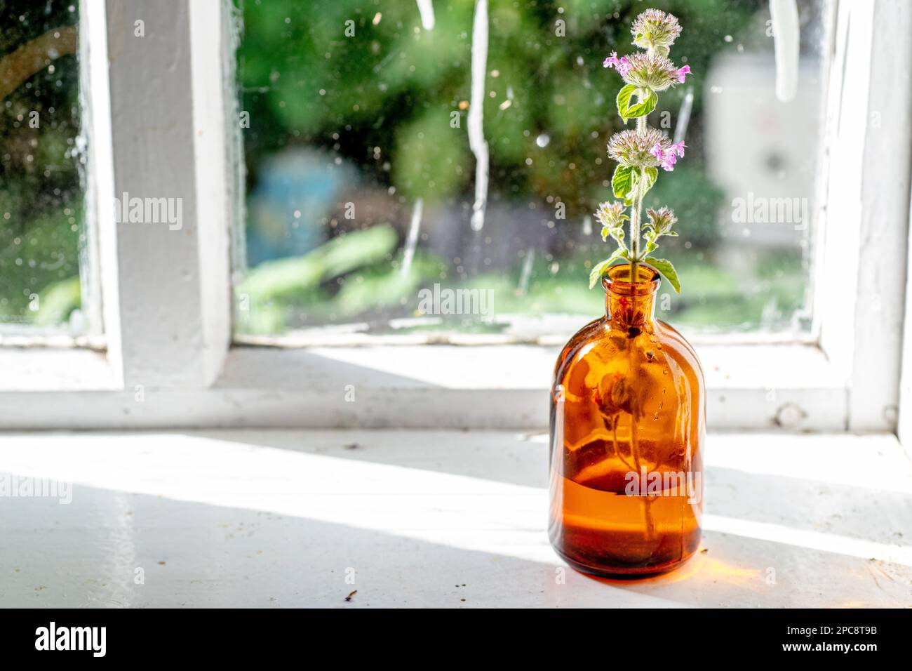 Clinopodium vulgare, wild basil on windowsill near old window. Collection of medicinal herbs by herbalist for preparation of elexirs and tinctures Stock Photo