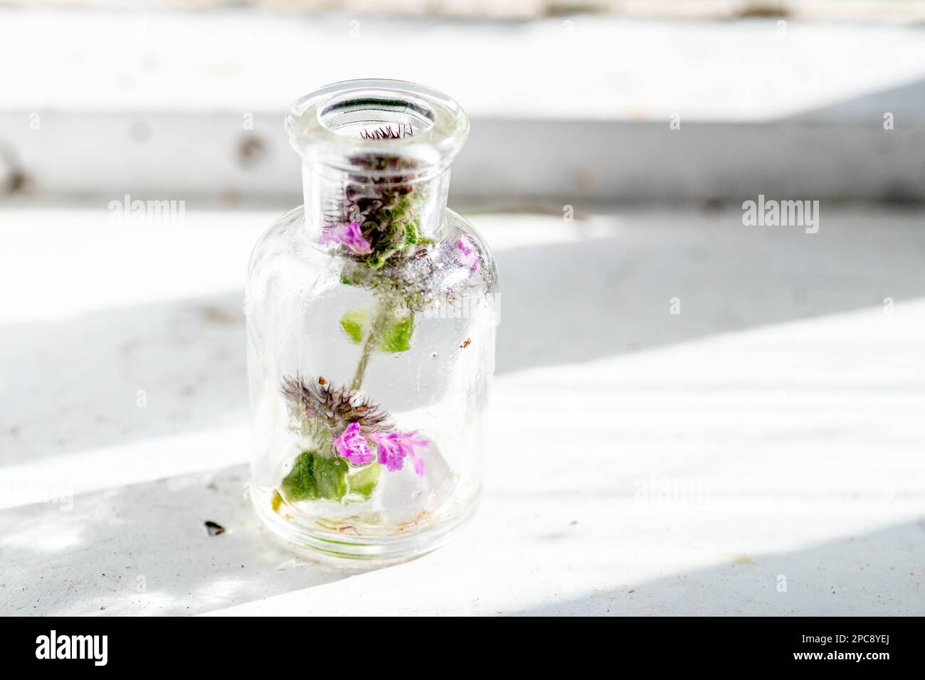 Clinopodium vulgare, wild basil on windowsill near old window. Collection of medicinal herbs by herbalist for preparation of elexirs and tinctures Stock Photo