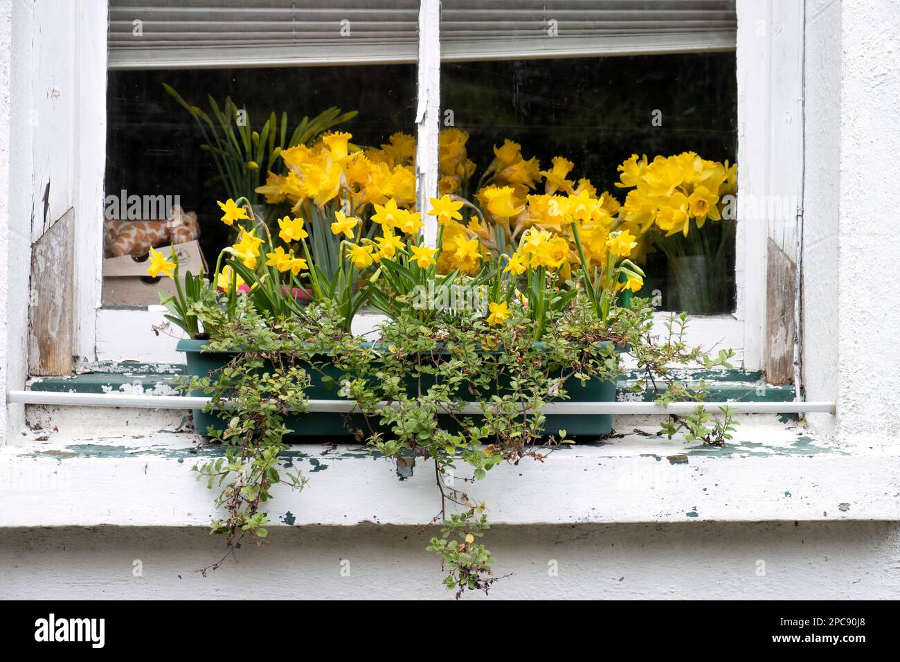 A window box on a house window ledge in Devon, UK. The box is filled with a spring display of daffodils (Narcissus) in full bloom with more inside Stock Photo