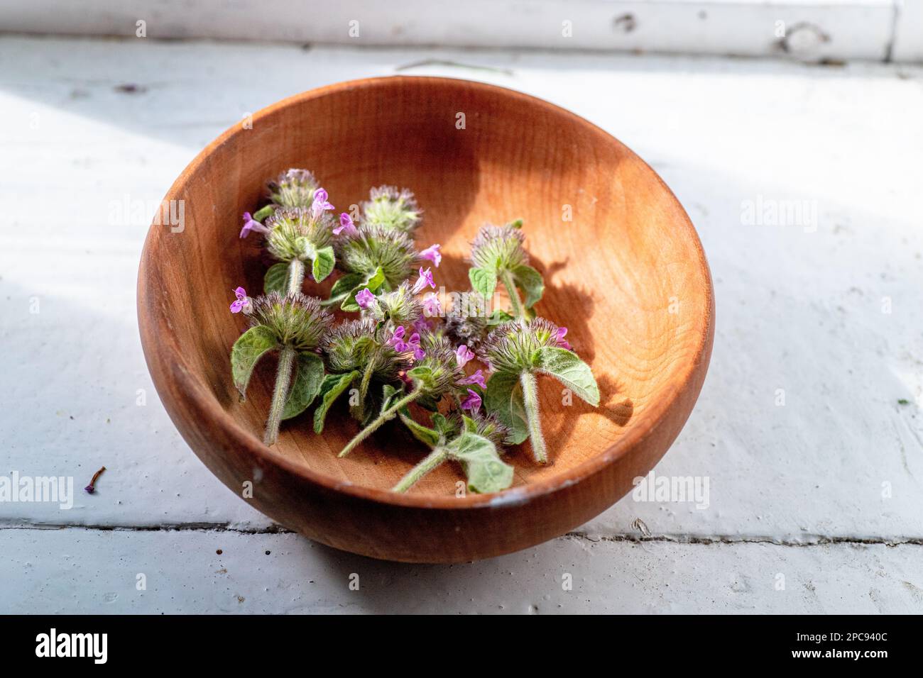 Wooden eco plate with pink flowers Wild Basil or Clinopodium vulgare of a medicinal plant collected during flowering in summer Stock Photo