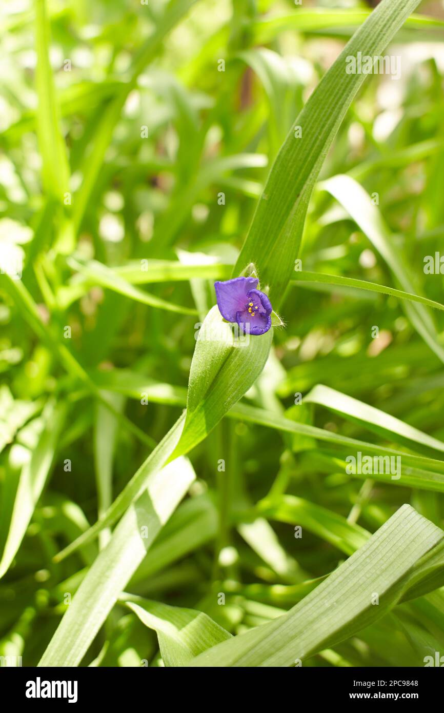Close up of many small blue flower and green leaves of Tradescantia Virginiana plant, commonly known as Virginia spiderwort or Bluejacket in a sunny s Stock Photo