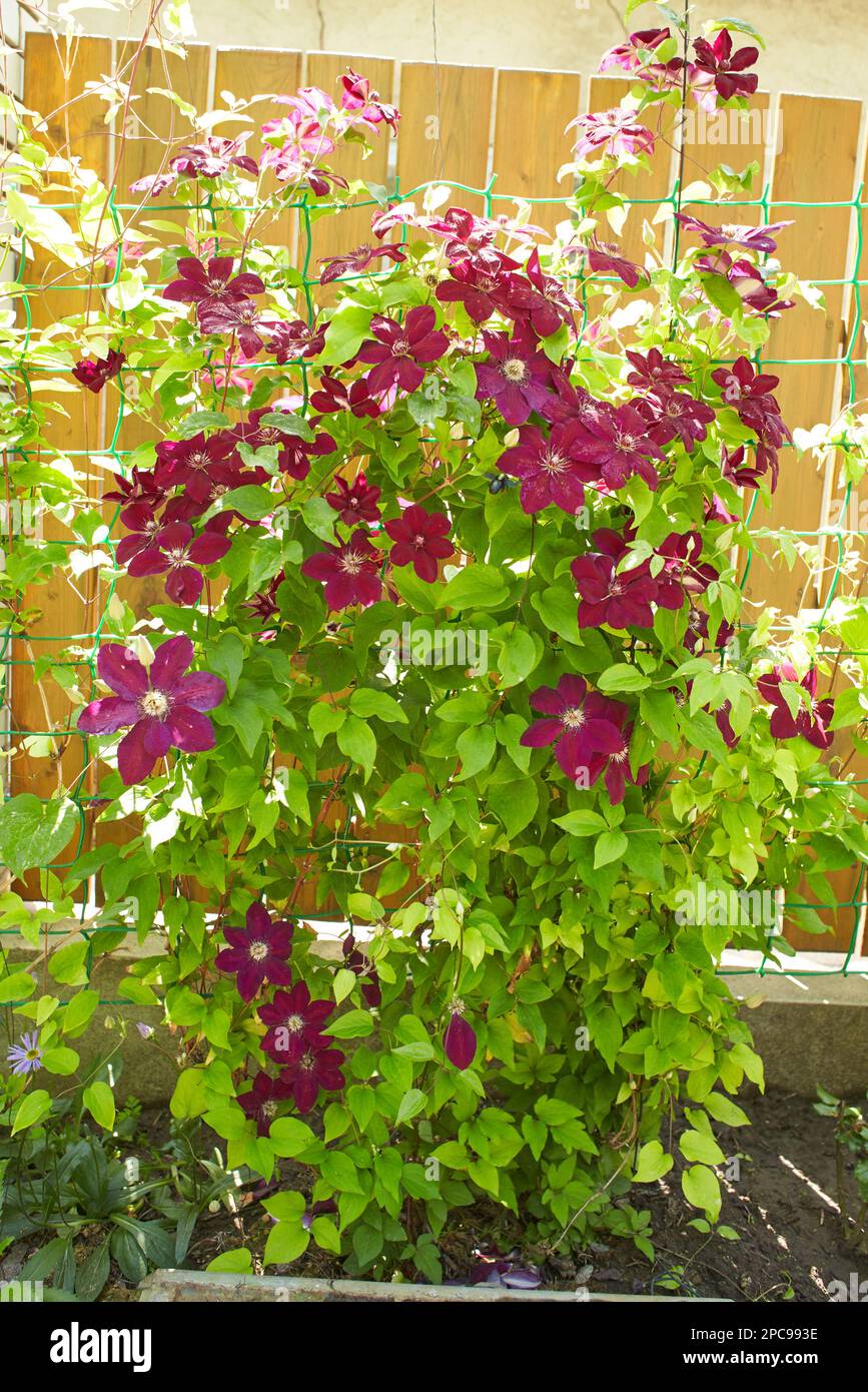 Purple flowers of Clematis viticella in the garden. Summer and spring time. Stock Photo