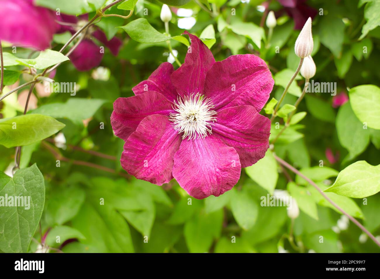 Purple flowers of Clematis viticella in the garden. Summer and spring time. Stock Photo