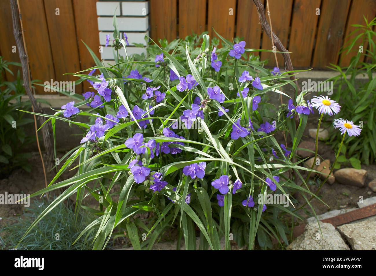 Close up of many small blue flower and green leaves of Tradescantia Virginiana plant, commonly known as Virginia spiderwort or Bluejacket in a sunny s Stock Photo