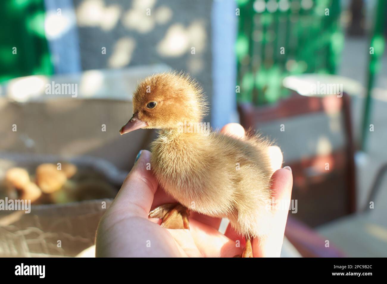 A duckling is a baby duck. Ducklings usually learn to swim by following their mother to a body