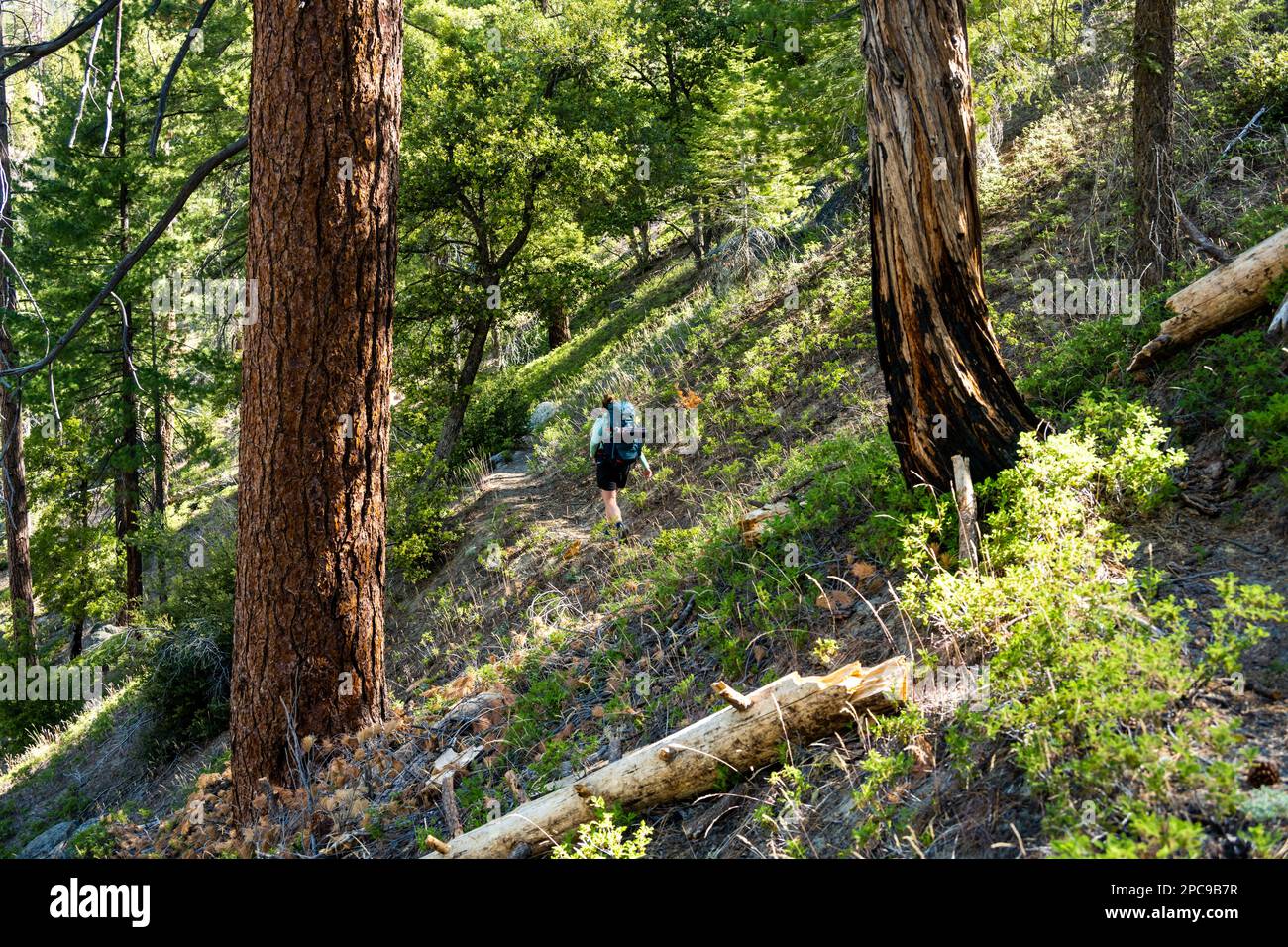 Woman Backpacks up the Lewis Creek Trail in Kings Canyon National Park Stock Photo