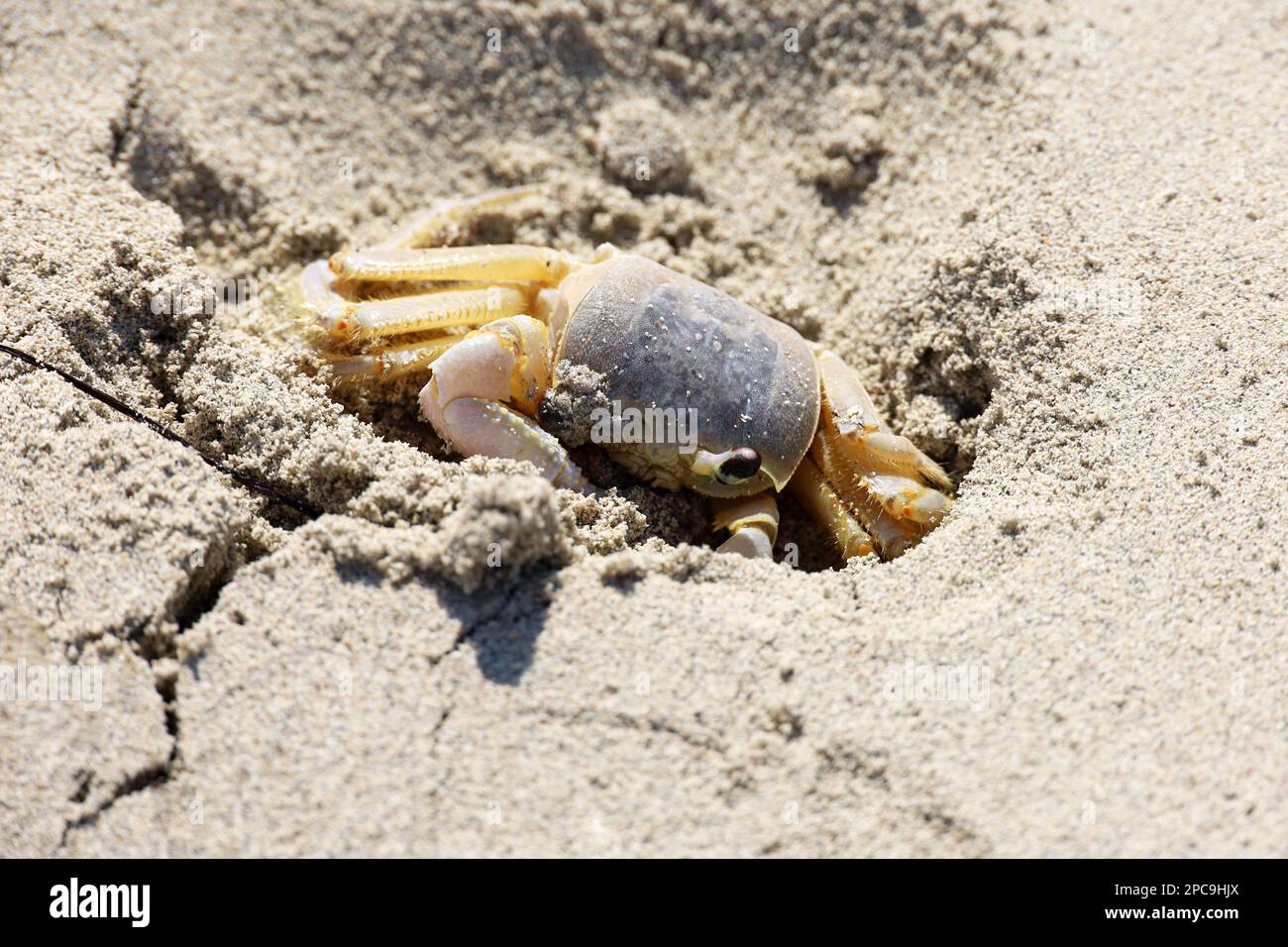 Crab hides in a hole in the sand. Wildlife of tropical sea coast Stock