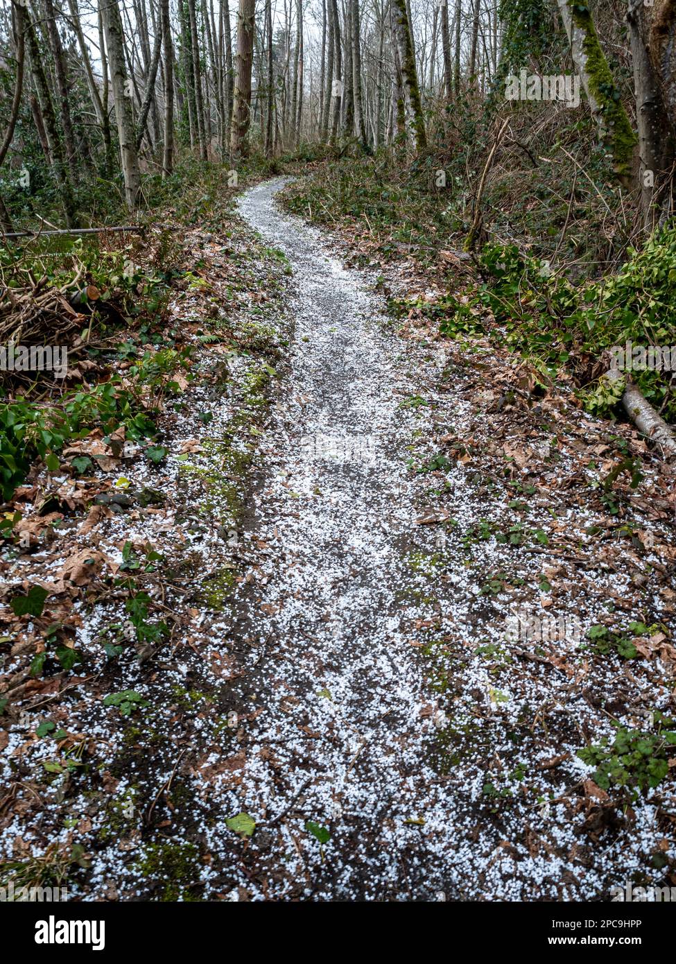 WA23250-00...WASHINGTON - Trail covered with hail at Mukilteo's Trails and Tails Dog Park. Stock Photo