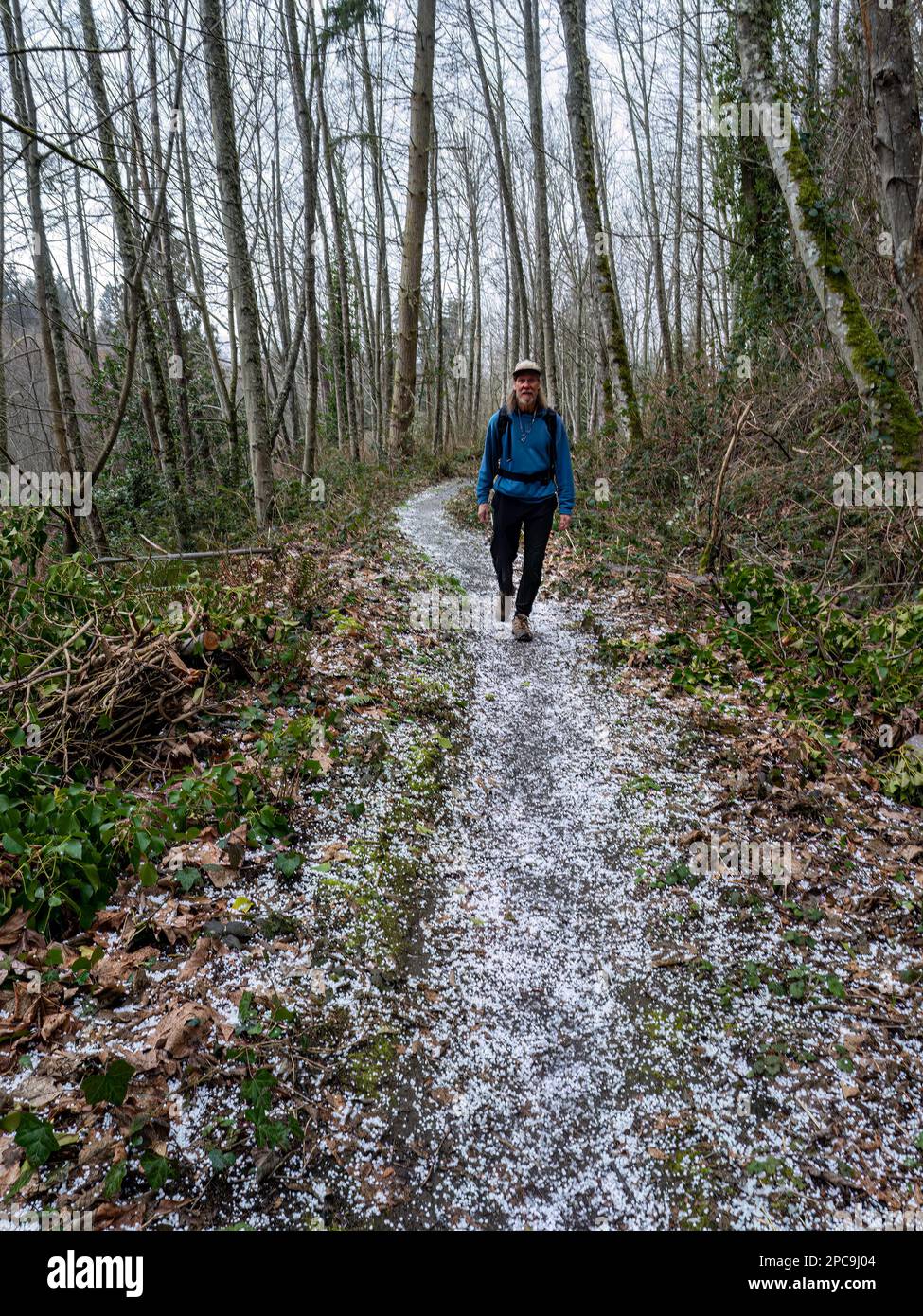 WA23251-00...WASHINGTON - Hiker on a trail covered with hail durring a hail storm at Mukilteo's Trails and Tails Dog Park. Stock Photo