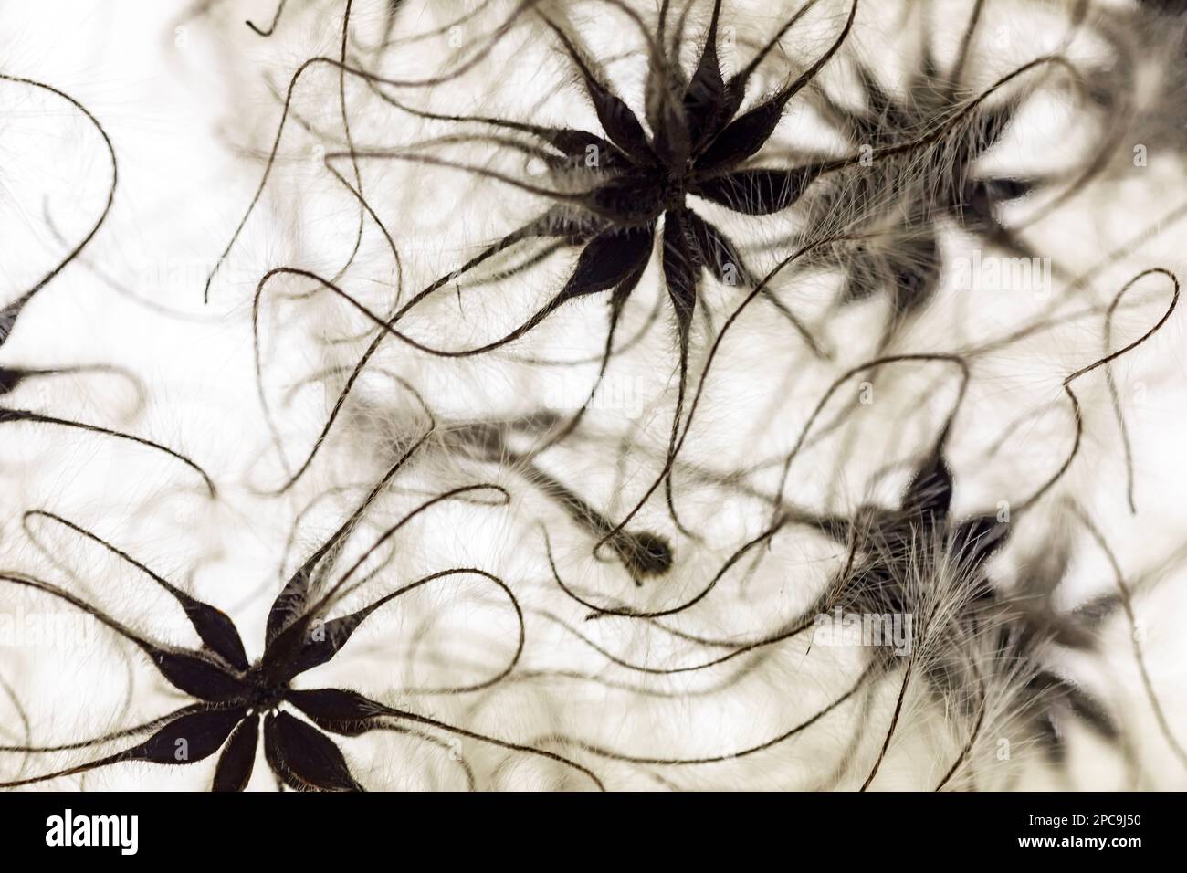 WA23253-00...WASHINGTON - Open seed pods surrounded by numerous feathers, promising some wind dispersal. Stock Photo