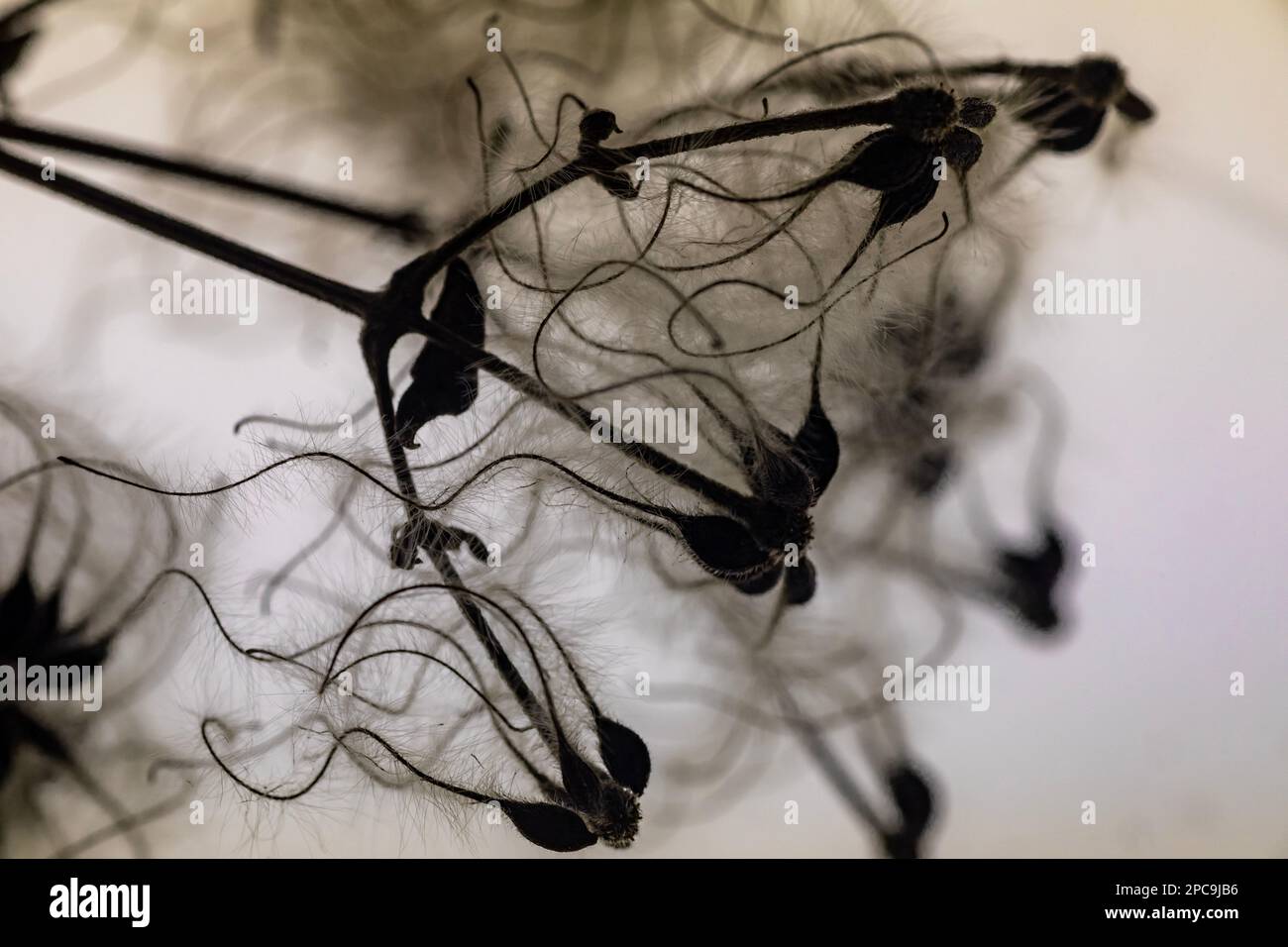 WA23255-00...WASHINGTON - Open seed pods surrounded by numerous feathers, promising some wind dispersal. Stock Photo