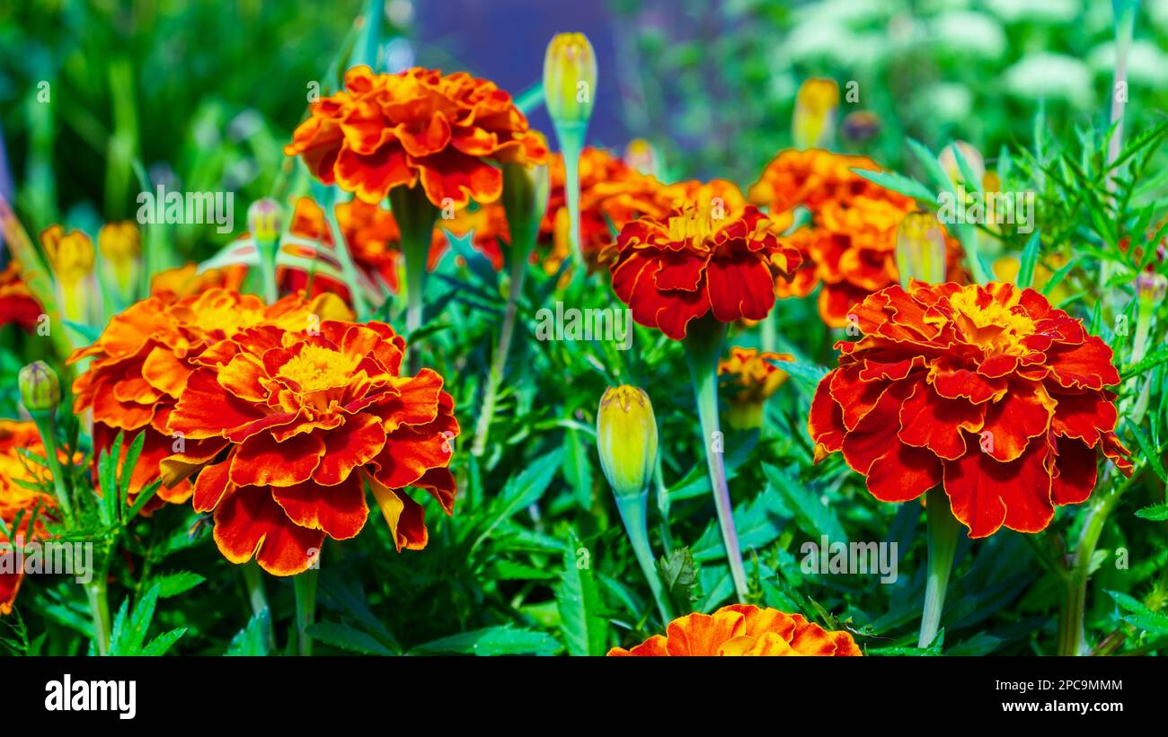Decorative flowers. Tagetes is a genus of annual or perennial, mostly herbaceous plants in the Asteraceae family. Stock Photo