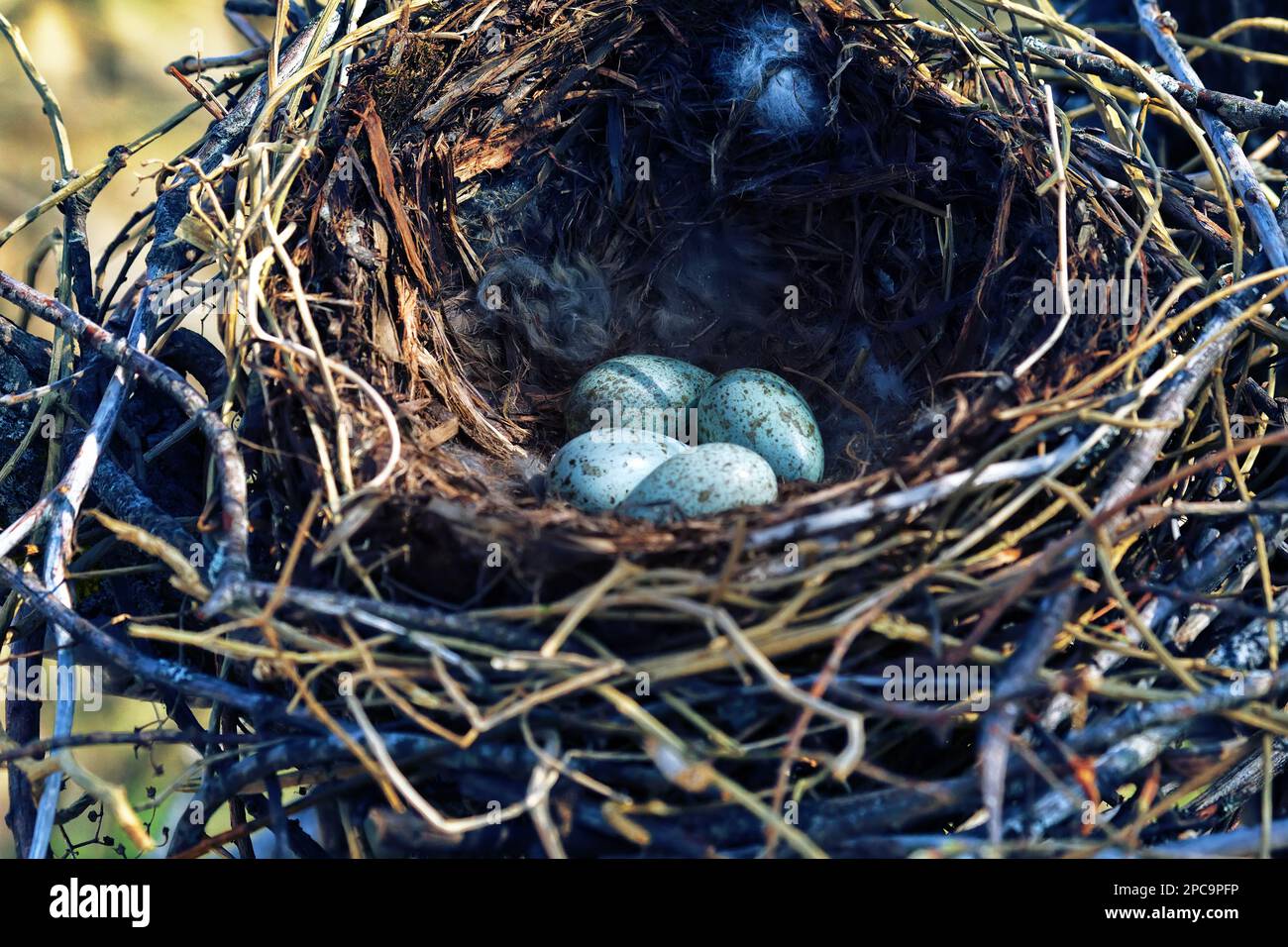 Nidology, study of birds nest. Hooded crow (Corvus cornix) nest. Clutch