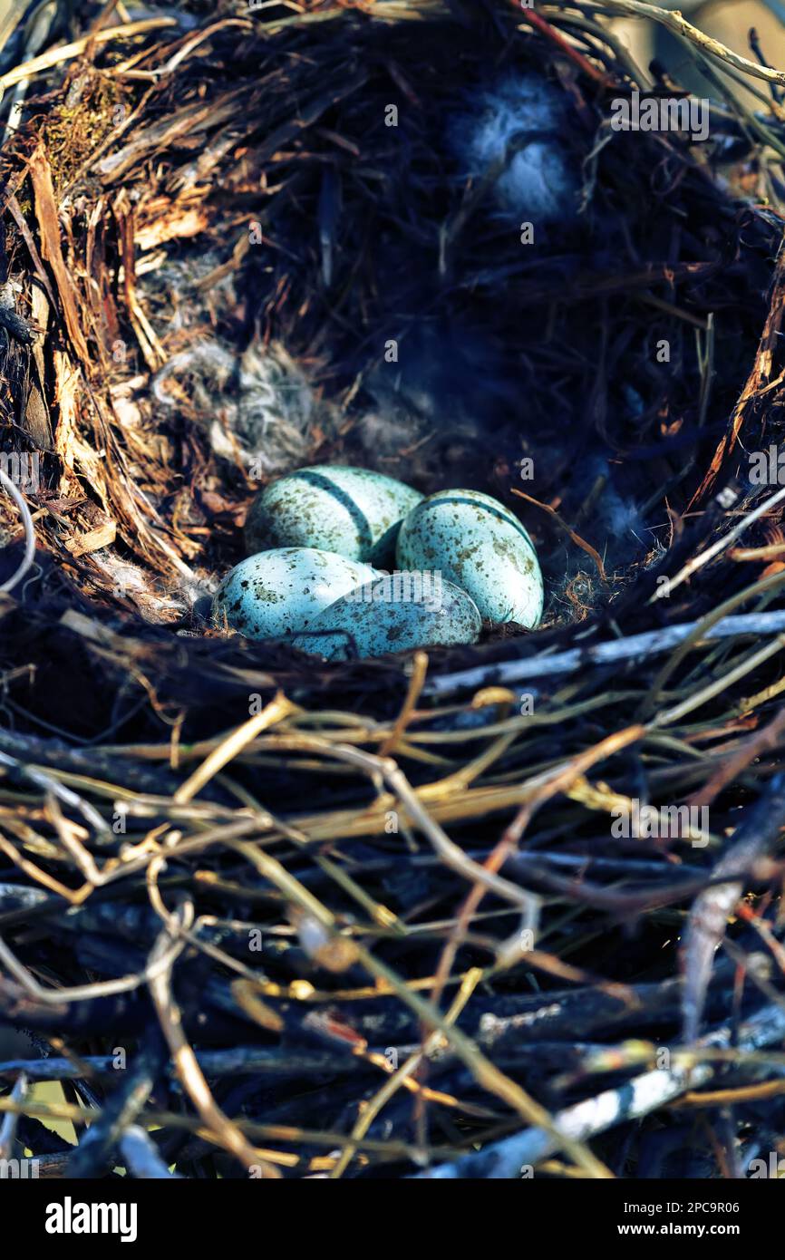 Nidology, study of birds nest. Hooded crow (Corvus cornix) nest. Clutch