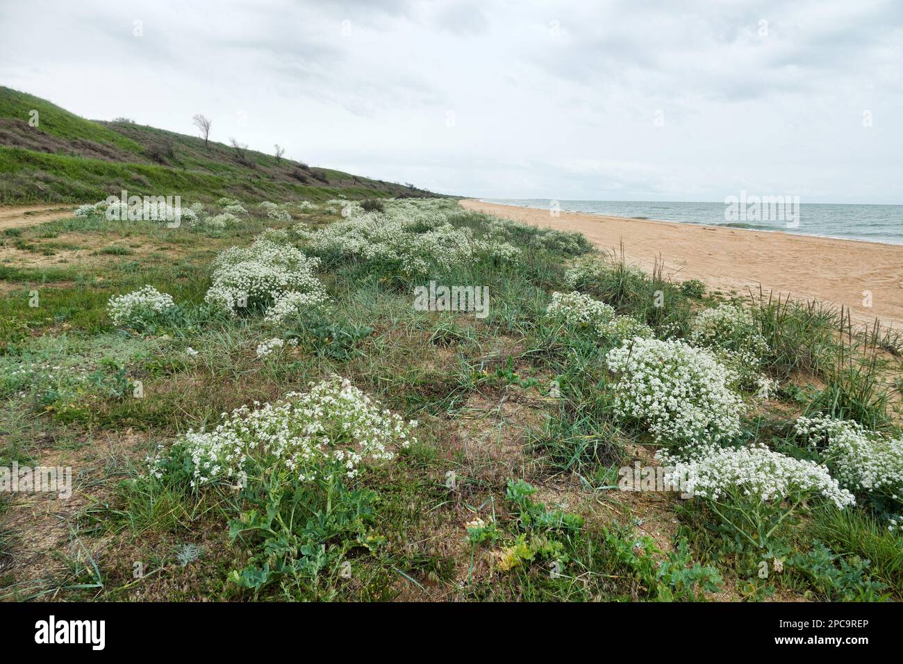 Sand-shell beach of sea and sand dunes with psammophytic vegetation. White Russian sea kale (Crambe tatarica), European dune grass (Elymus arenarius) Stock Photo