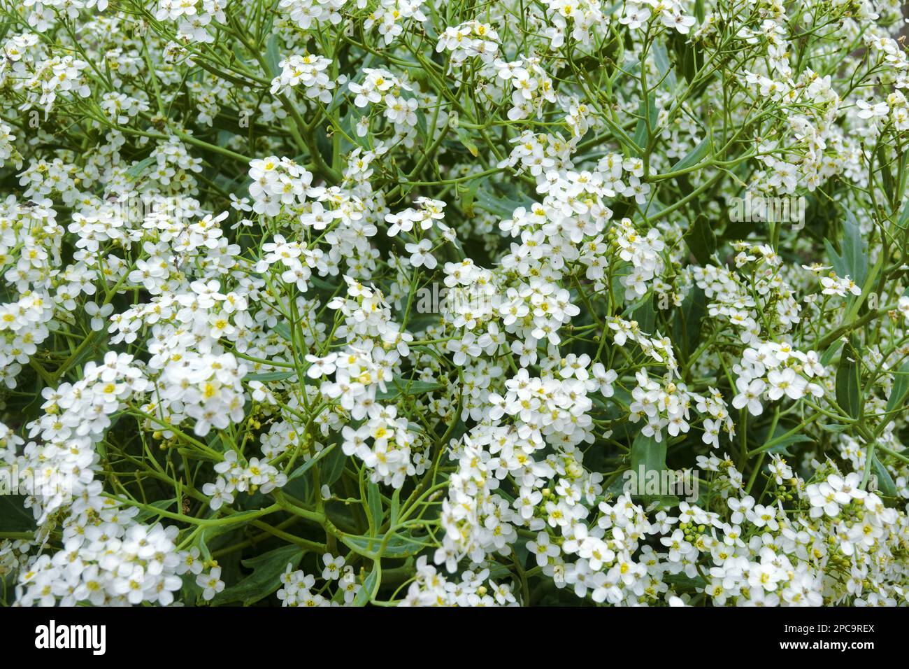 Russian sea kale (Crambe tatarica) blooms (white inflorescences) on