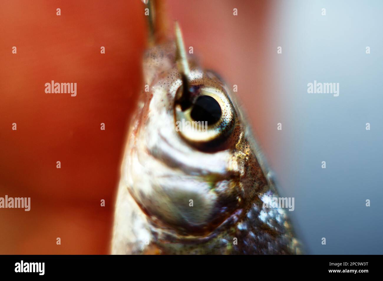 common bream portrait spring. Macro photography river fish. Ultra-small depth of field, soft focus Stock Photo