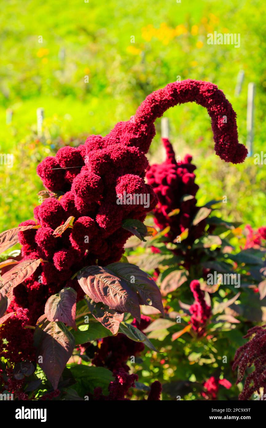 Elephant Head Amaranthus, Amaranthus gangeticus, Amaranth plant - striking red flowerhead. Stock Photo