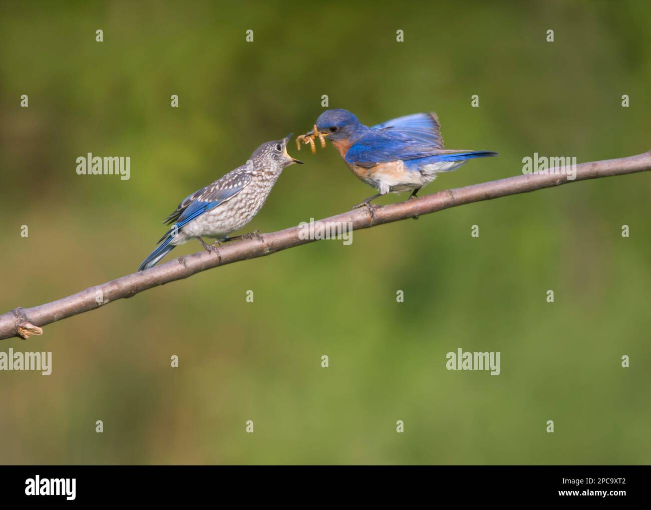 Eastern bluebird male feeding fledgling Stock Photo - Alamy