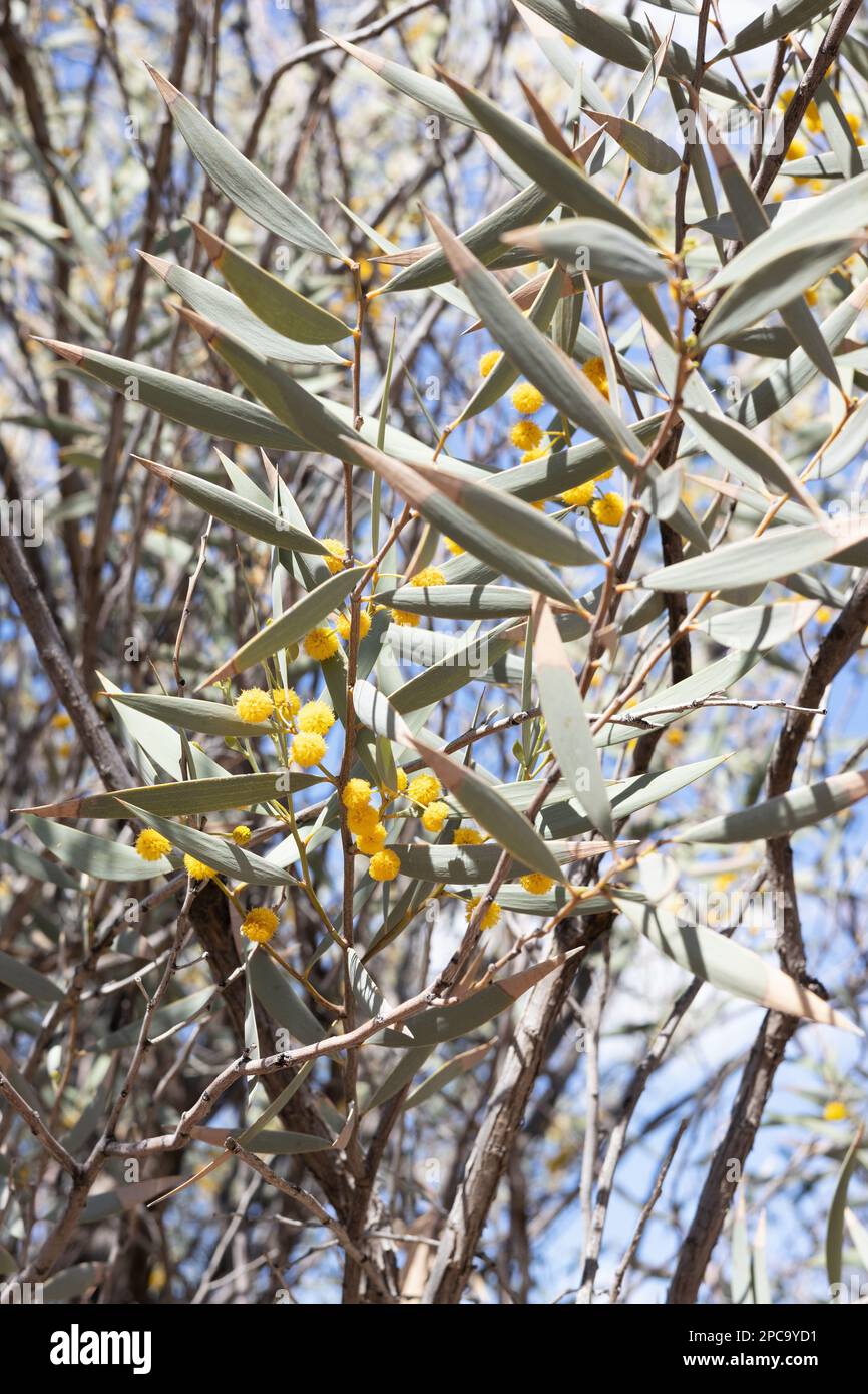 Acacia eremaea - southern snakewood tree. Stock Photo