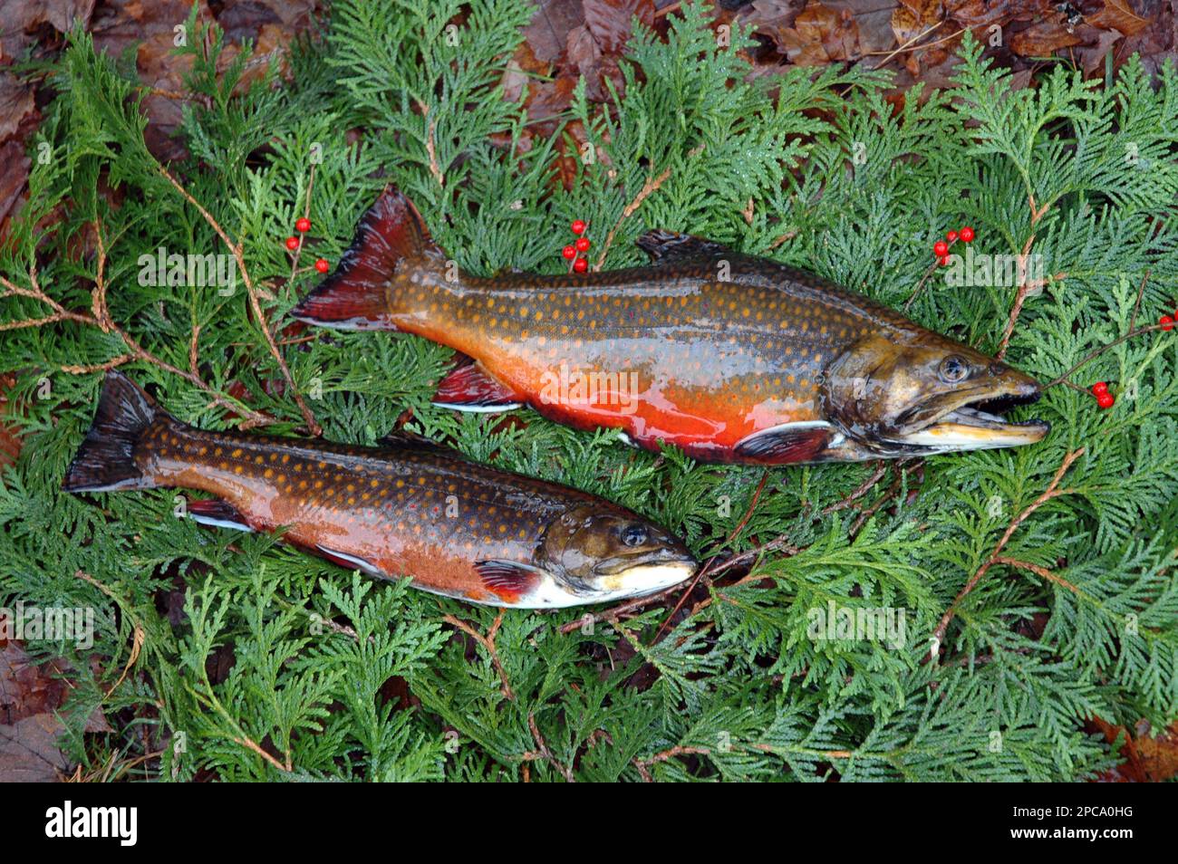ADVANCE FOR THE WEEKEND, NOV. 24-26 ** Two brook trout lie on an evergreen,  Wednesday, Oct. 25, 2006, at Mountain Pond near Paul Smiths, N.Y.  Fertilized trout eggs were taken to