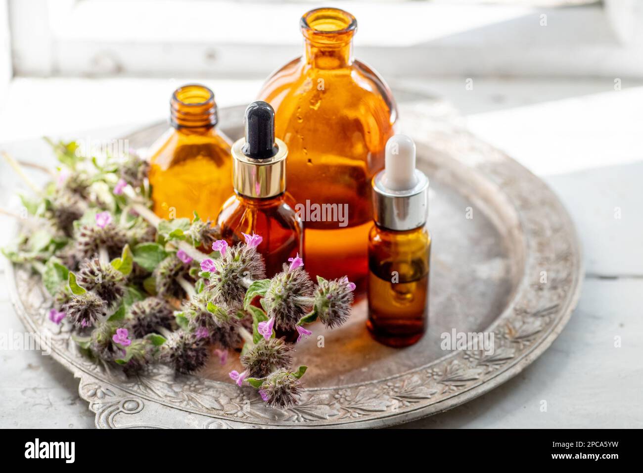 Image showcasing Flowers Wild basil , Clinopodium vulgare or Satureja vulgaris close-up ...