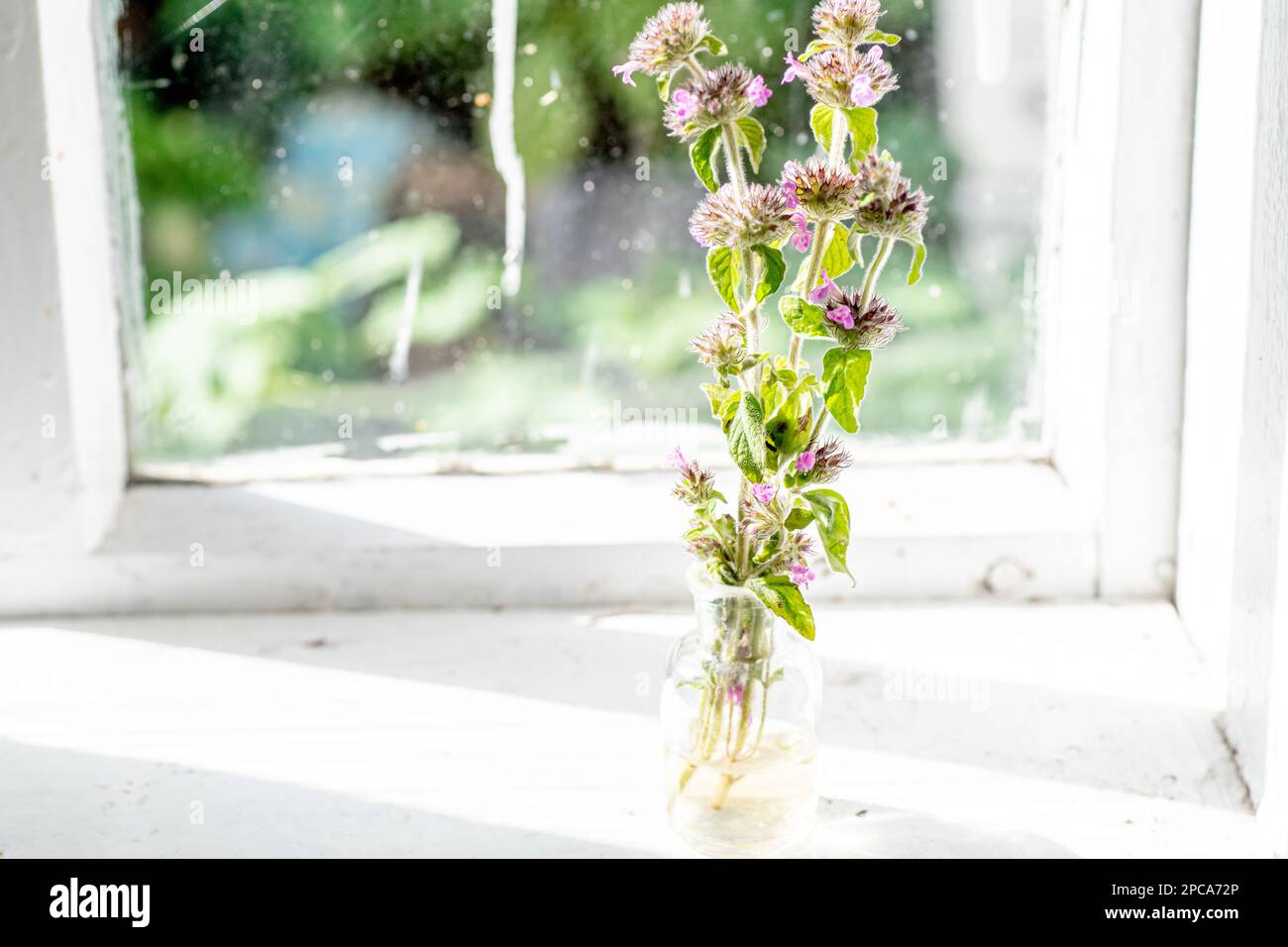 Clinopodium vulgare, wild basil on windowsill near old window. Collection of medicinal herbs by herbalist for preparation of elexirs and tinctures Stock Photo