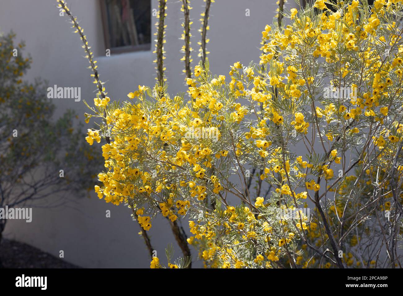 Senna artemisioides - feathery cassia. Stock Photo