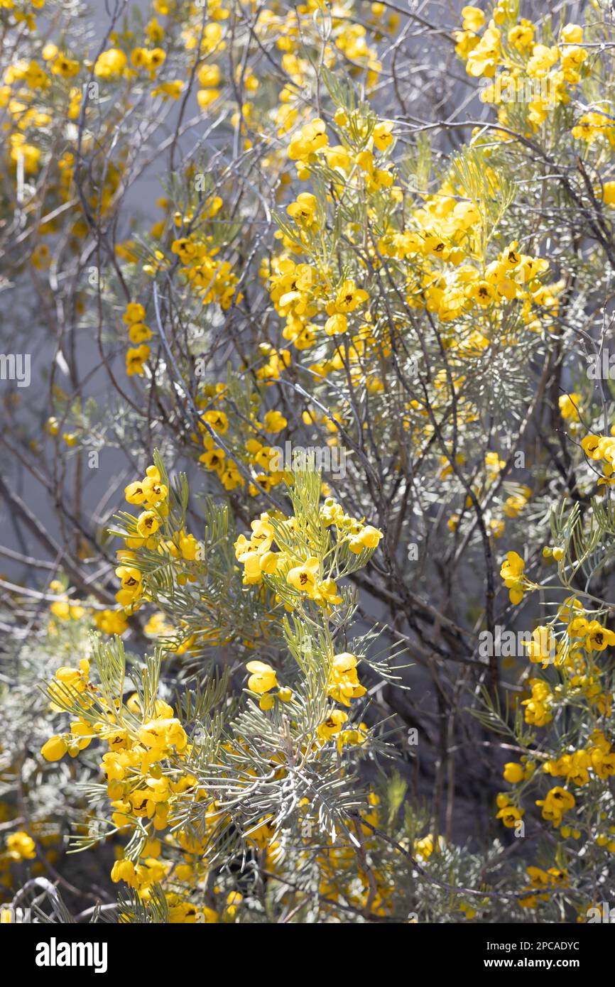 Senna artemisioides - feathery cassia. Stock Photo