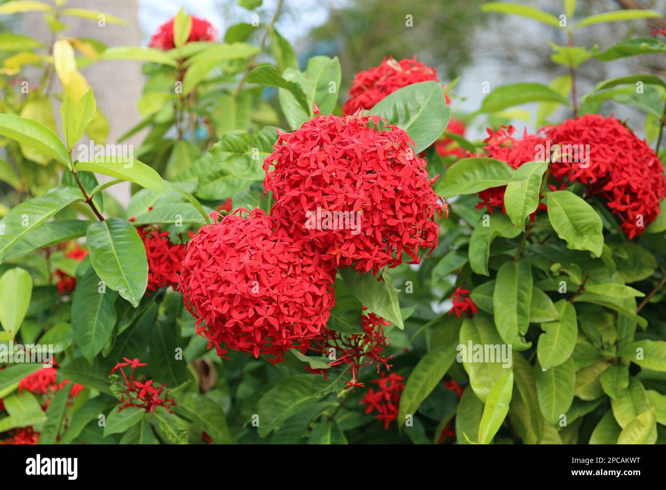 Ashoka tree flower - Florida Stock Photo